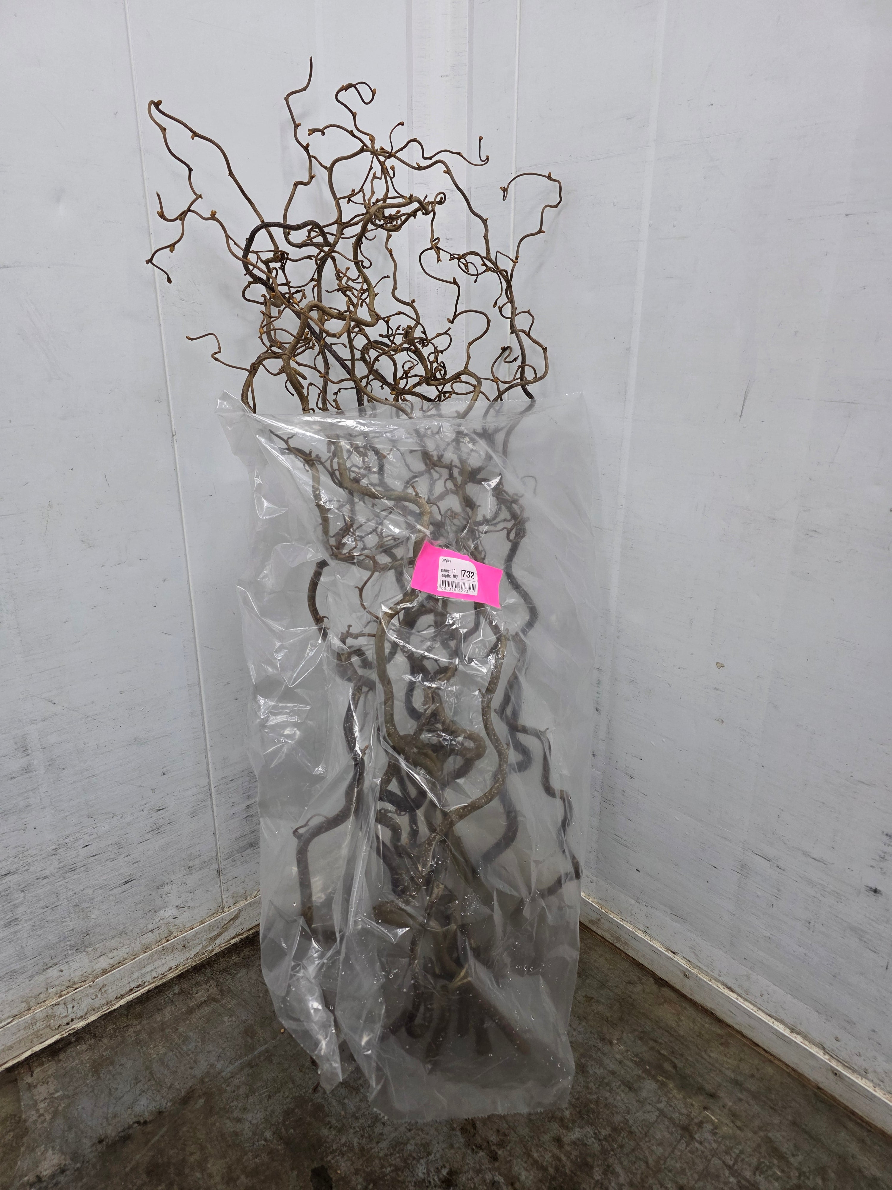 Corylus 100cm
