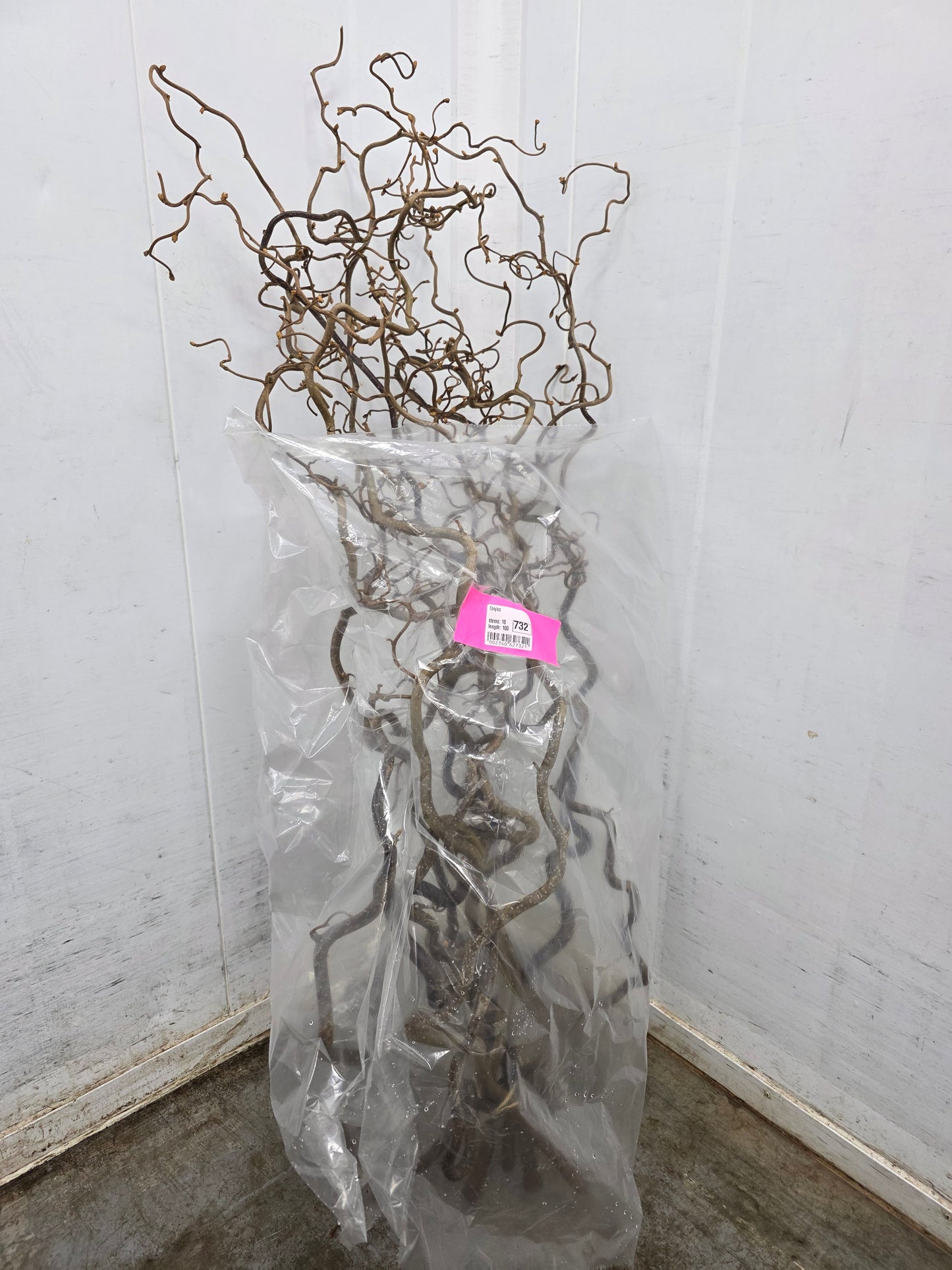 Corylus 100cm