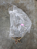 Corylus 120cm