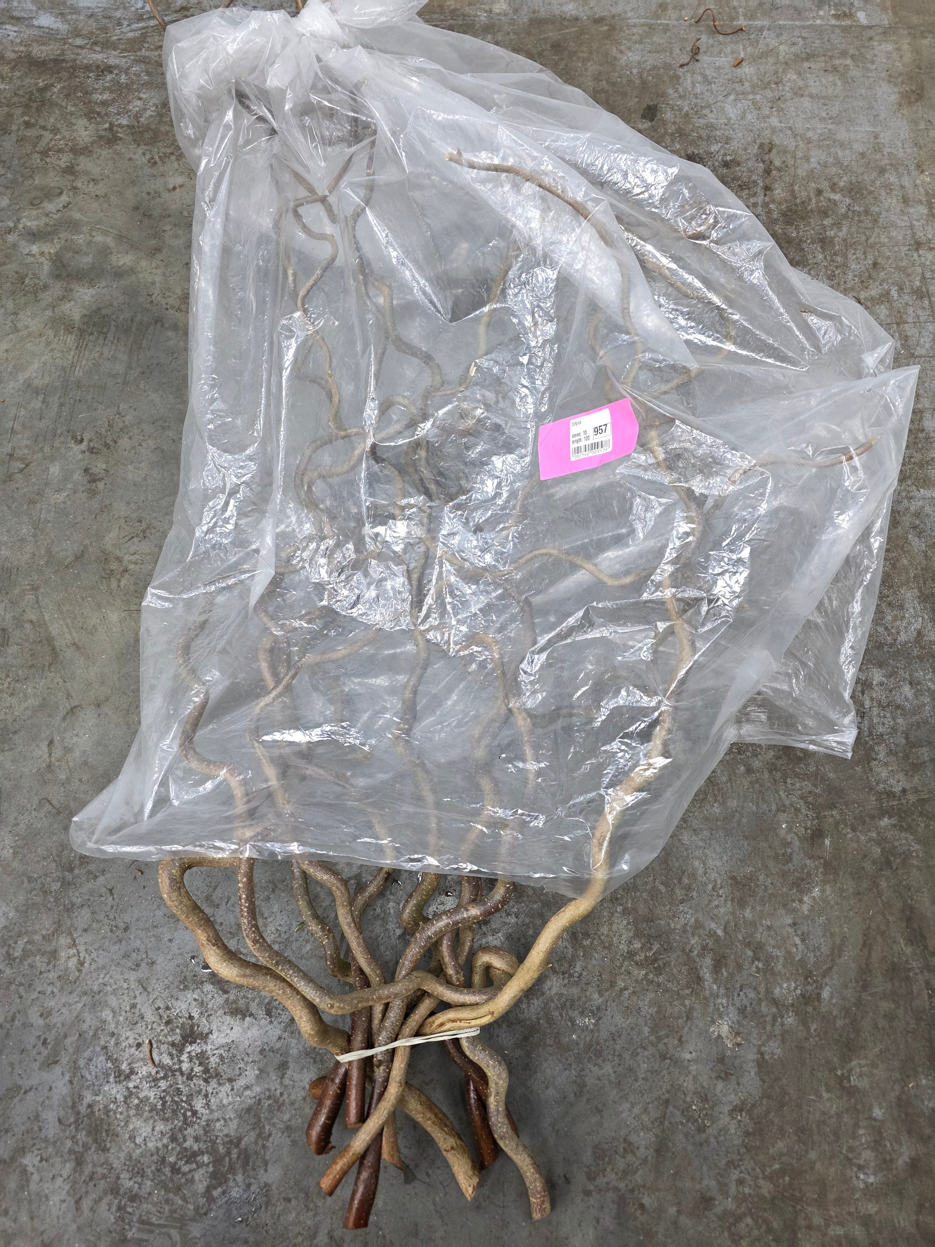 Corylus 120cm