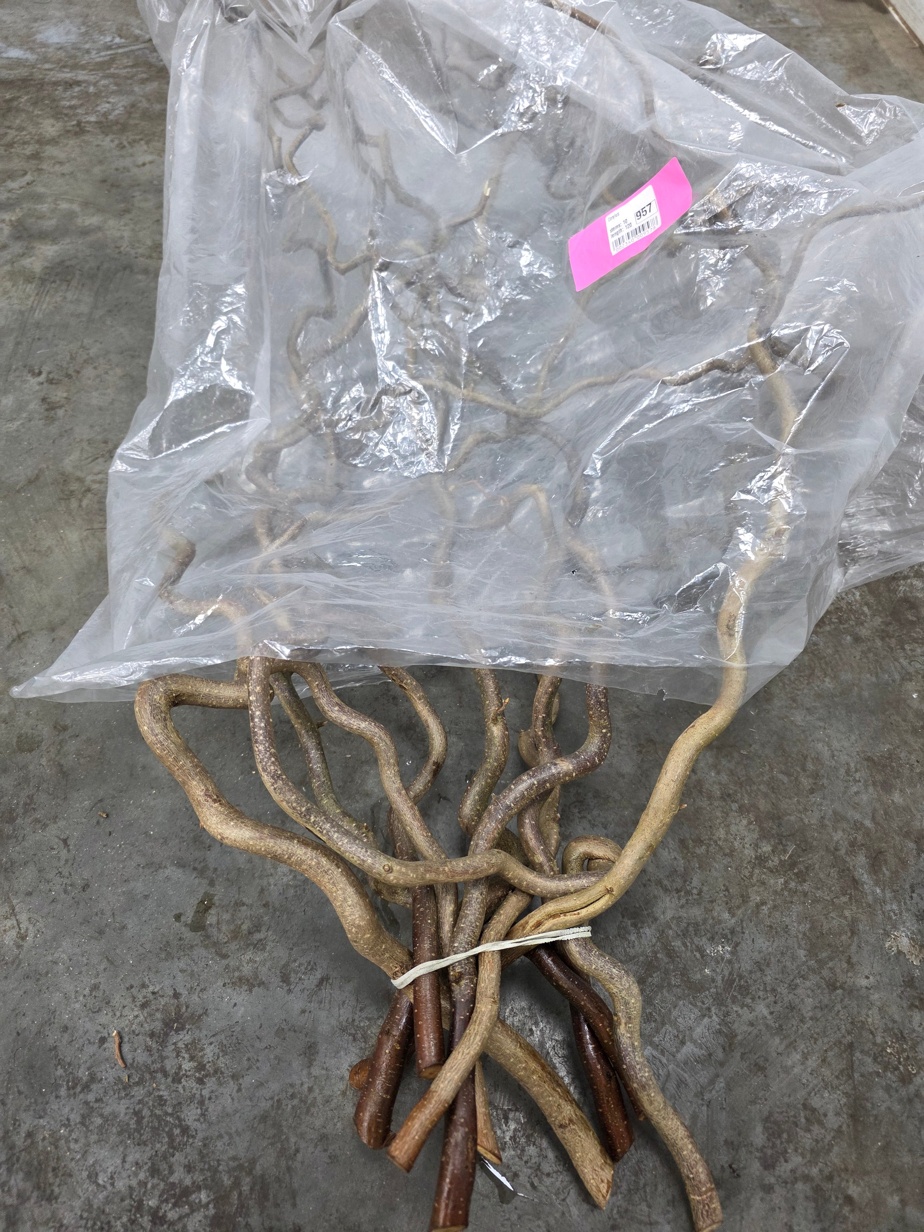 Corylus 120cm