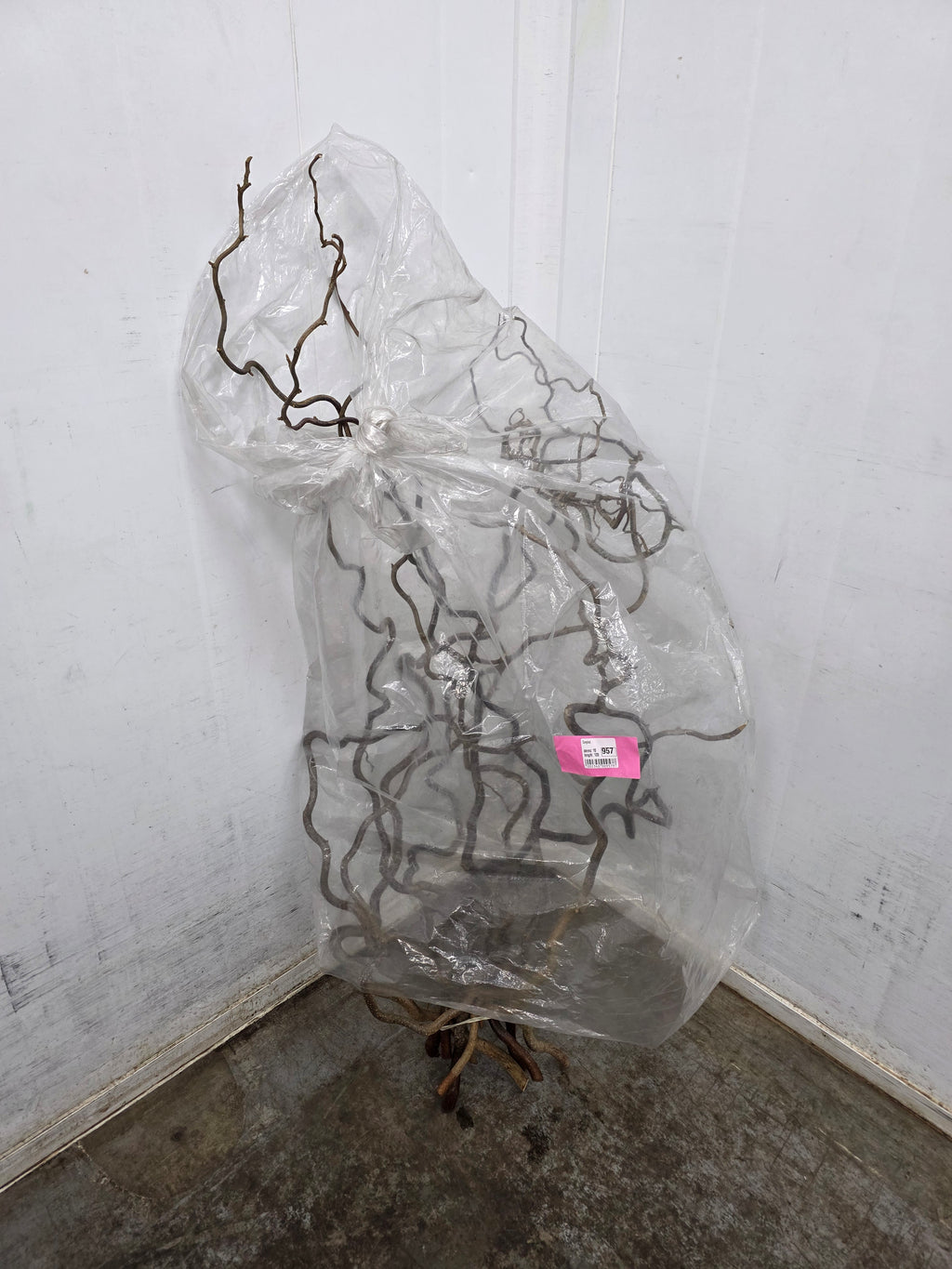 Corylus 120cm