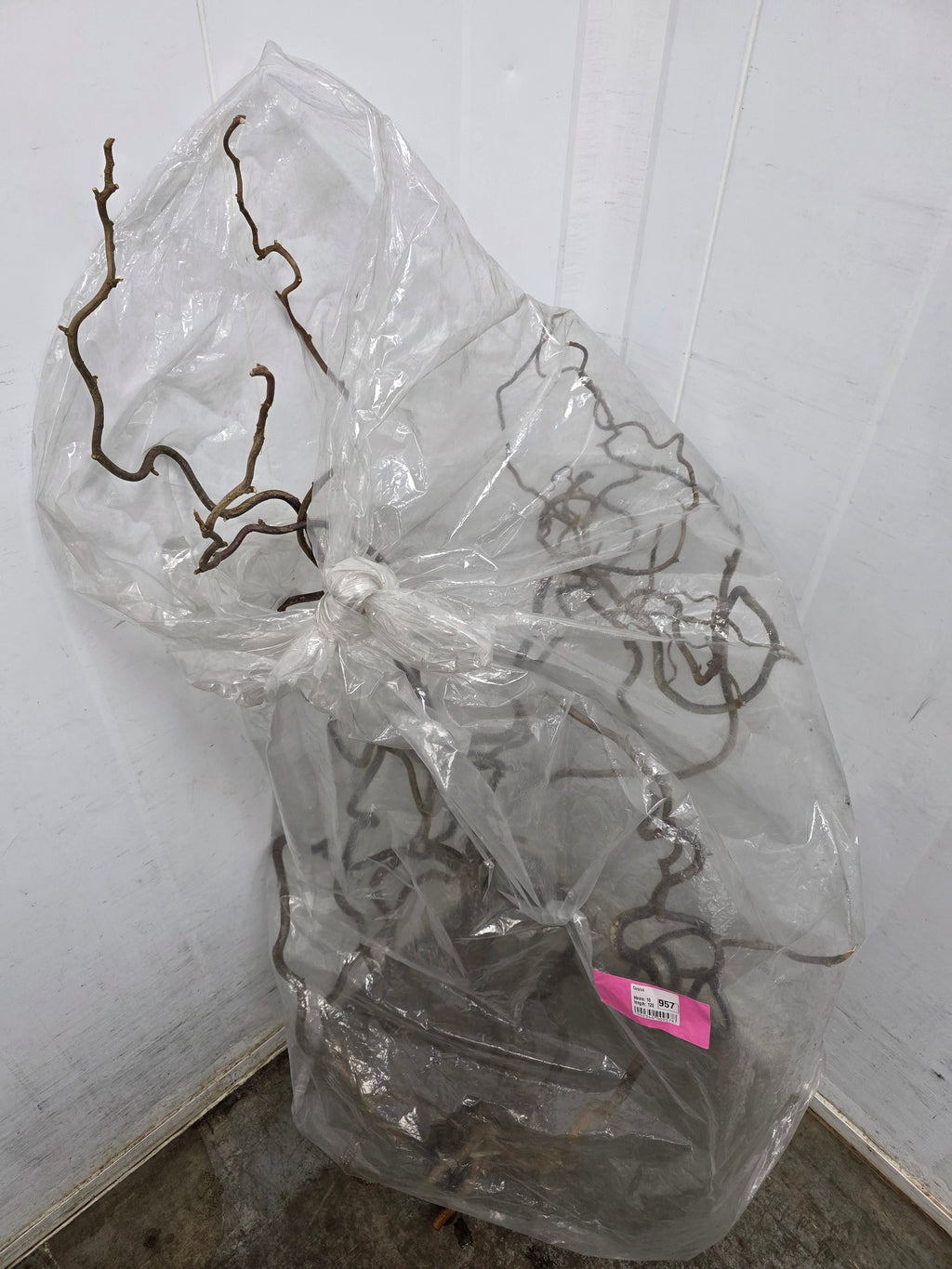 Corylus 120cm