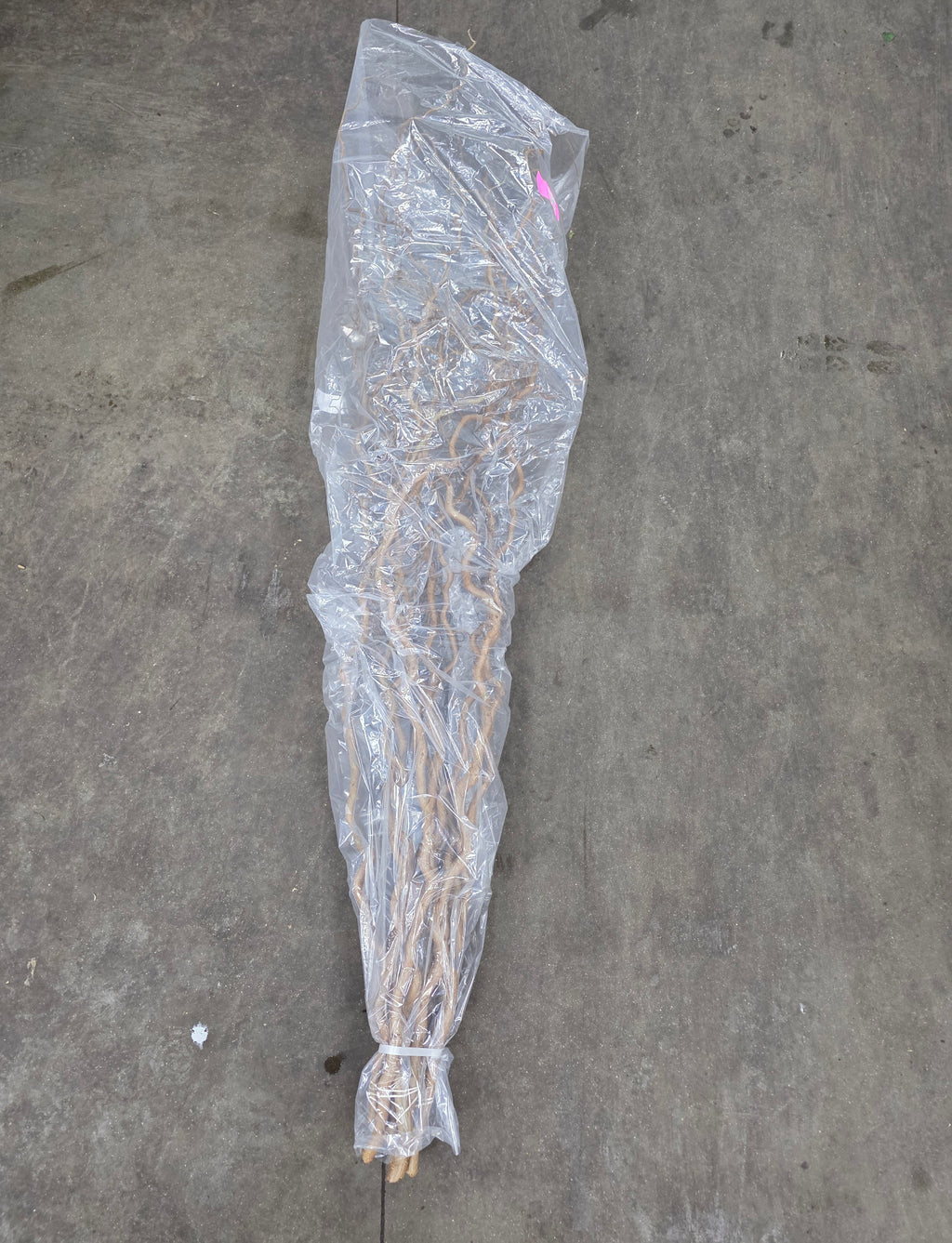 Corylus 180cm