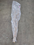 Corylus 180cm