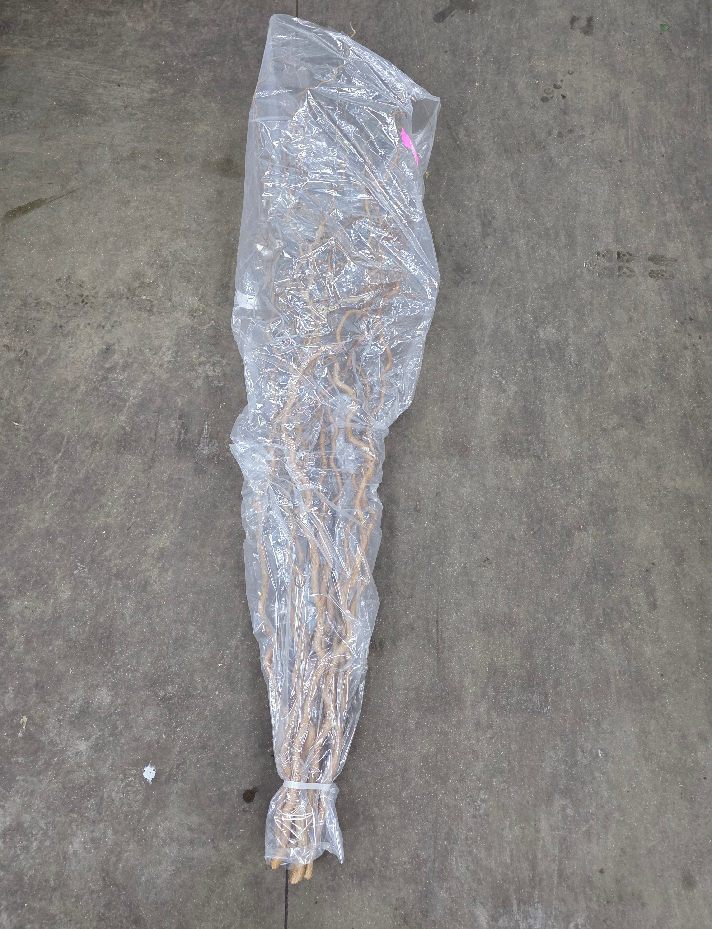Corylus 180cm