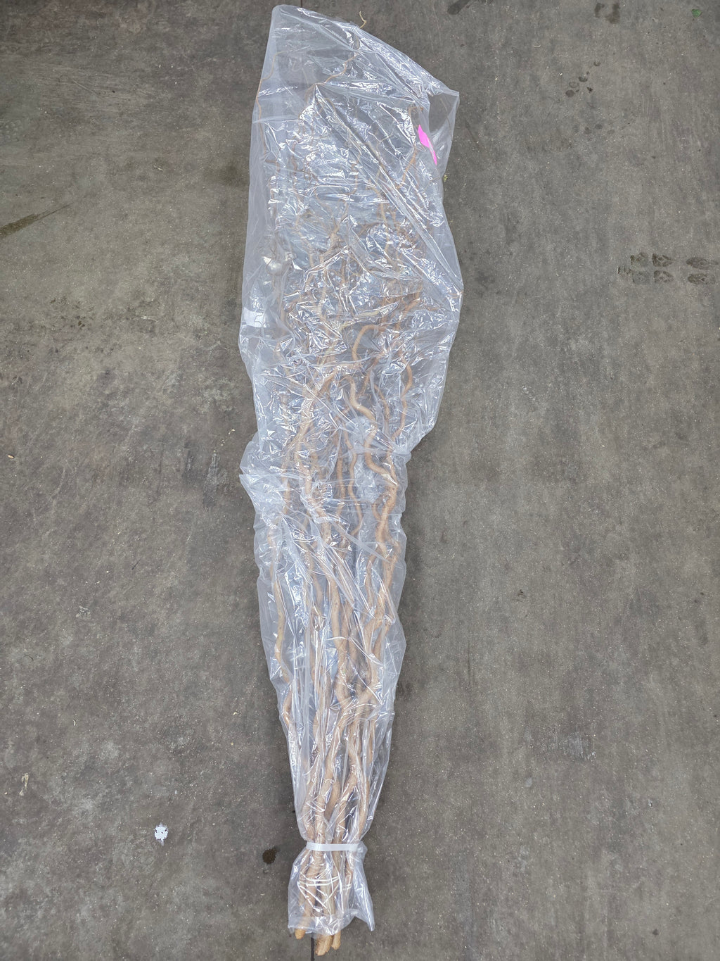Corylus 180cm