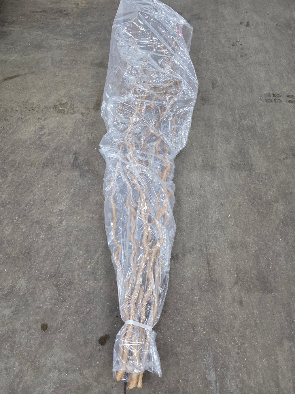 Corylus 180cm