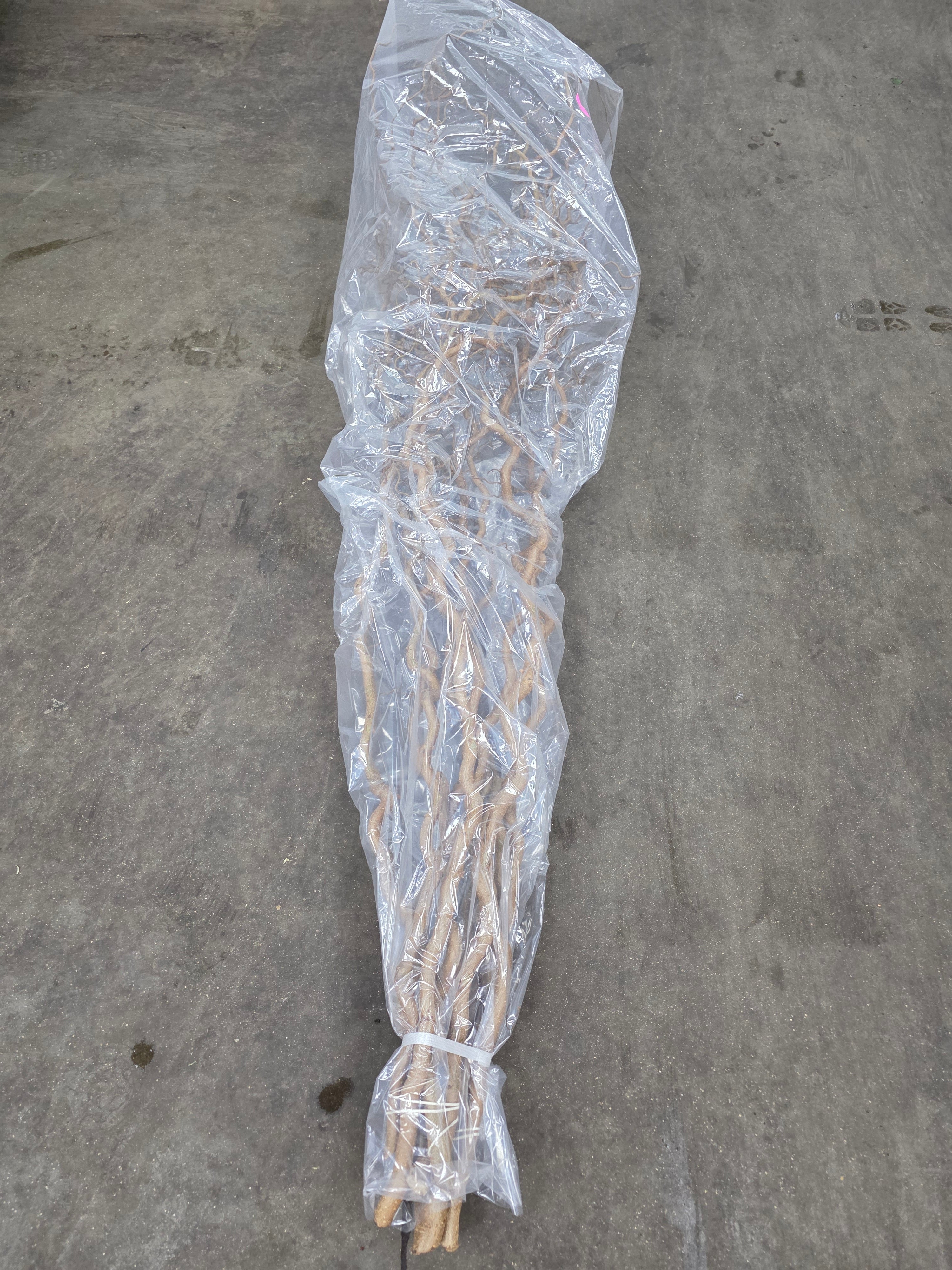 Corylus 180cm