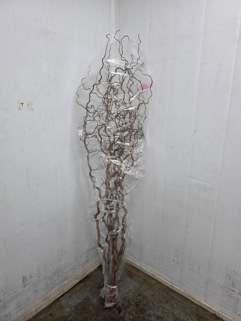 Corylus 180cm