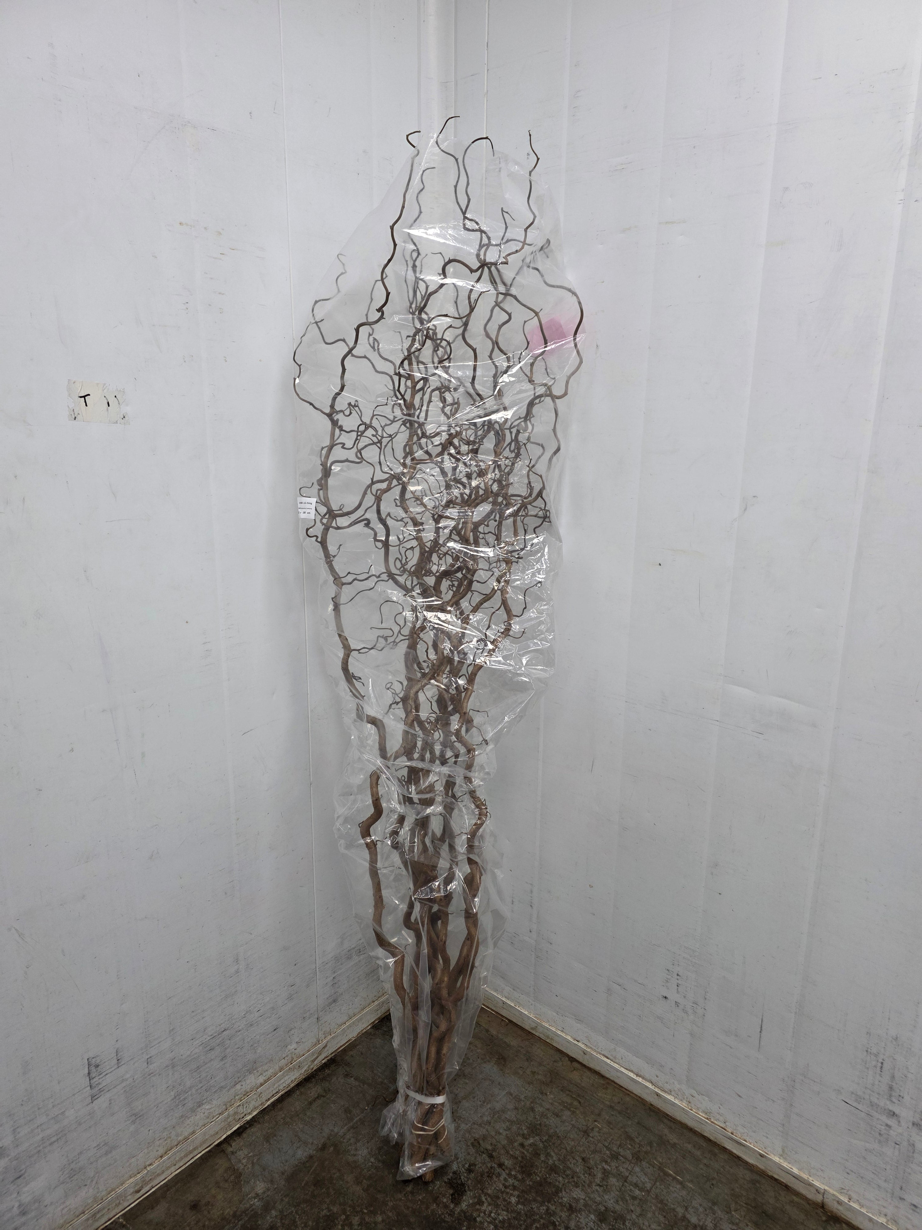 Corylus 180cm