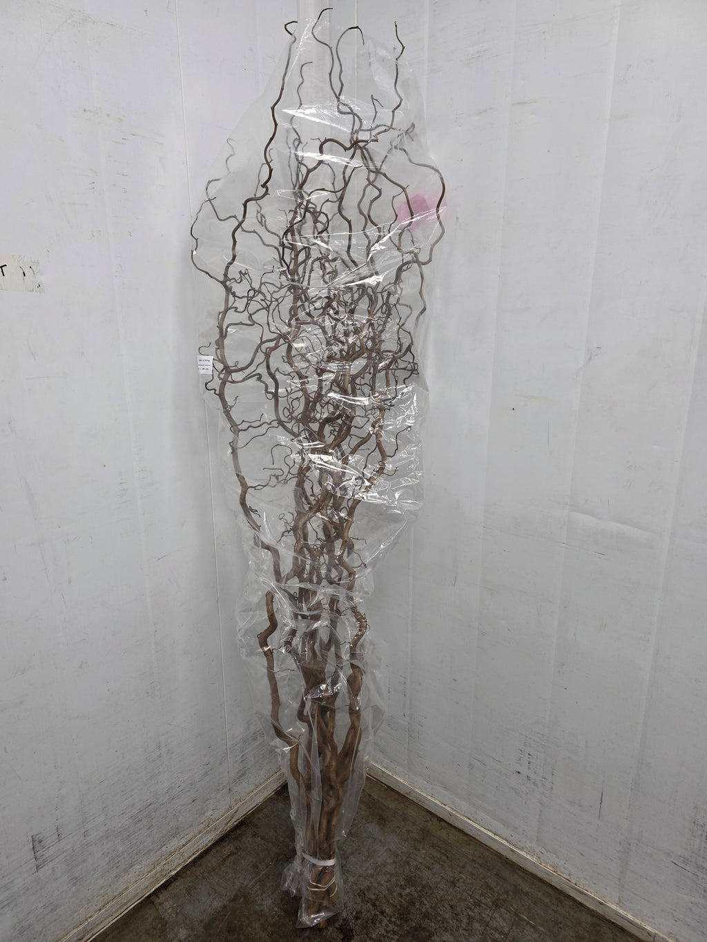 Corylus 180cm