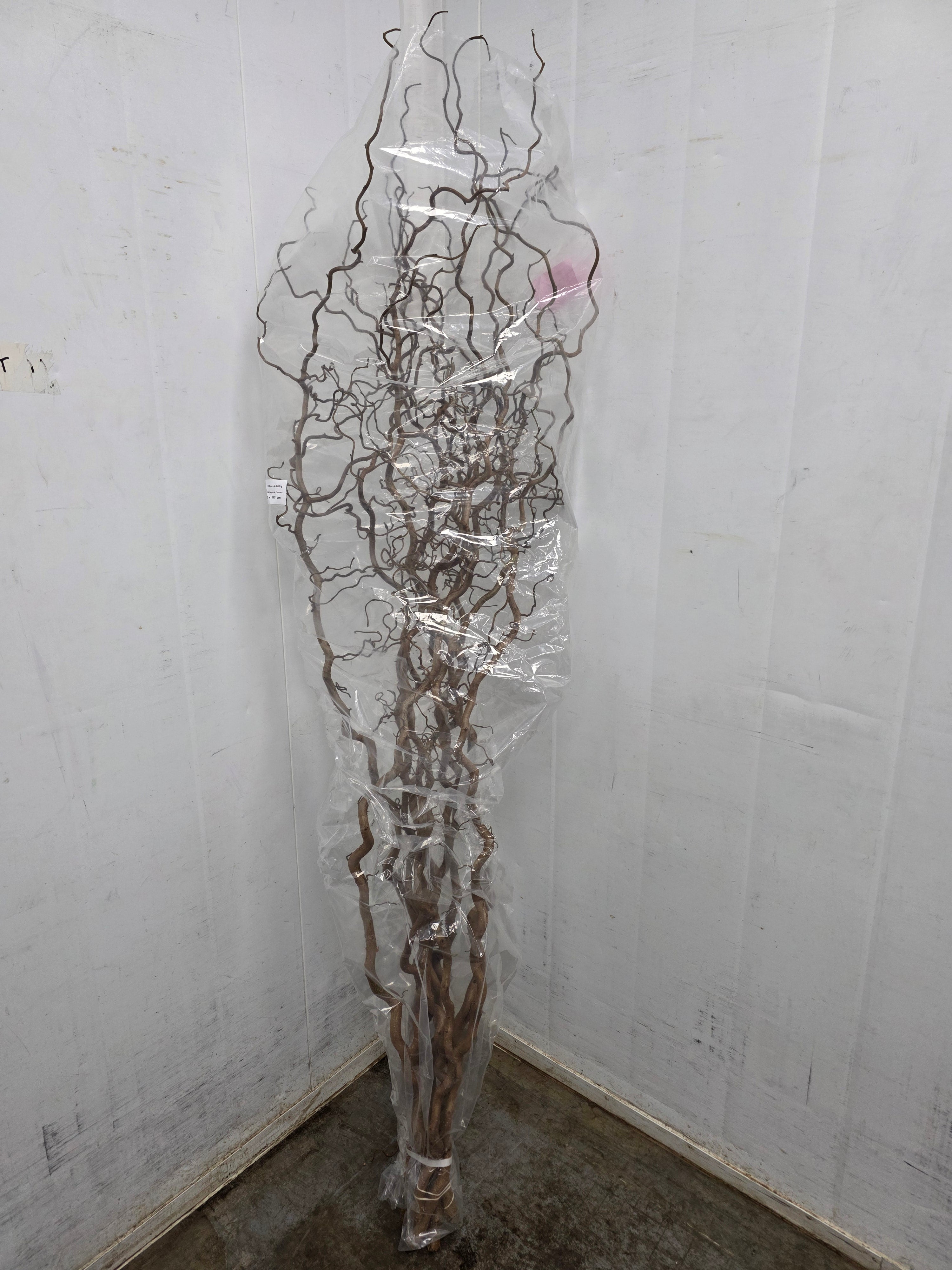 Corylus 180cm
