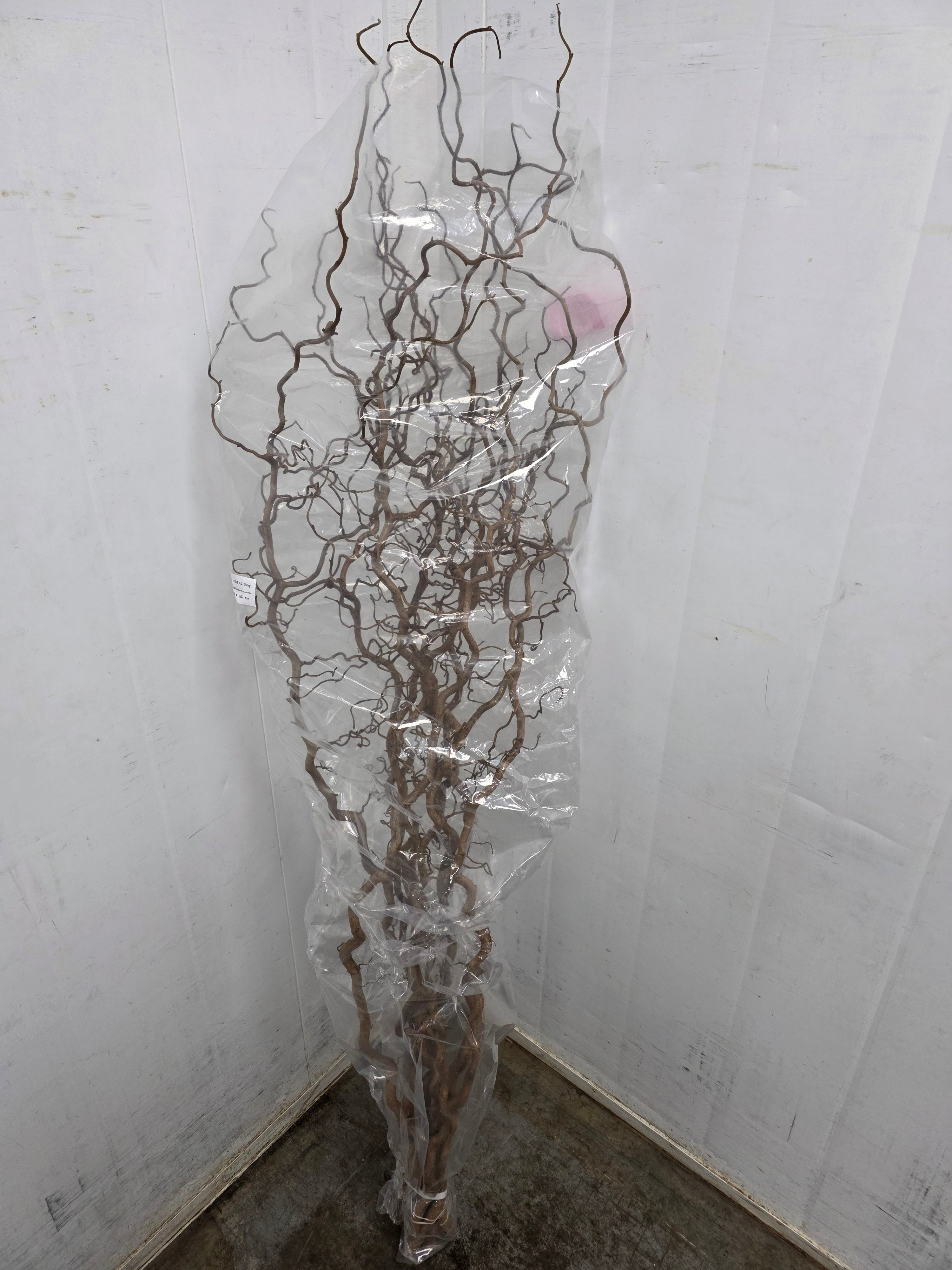 Corylus 180cm