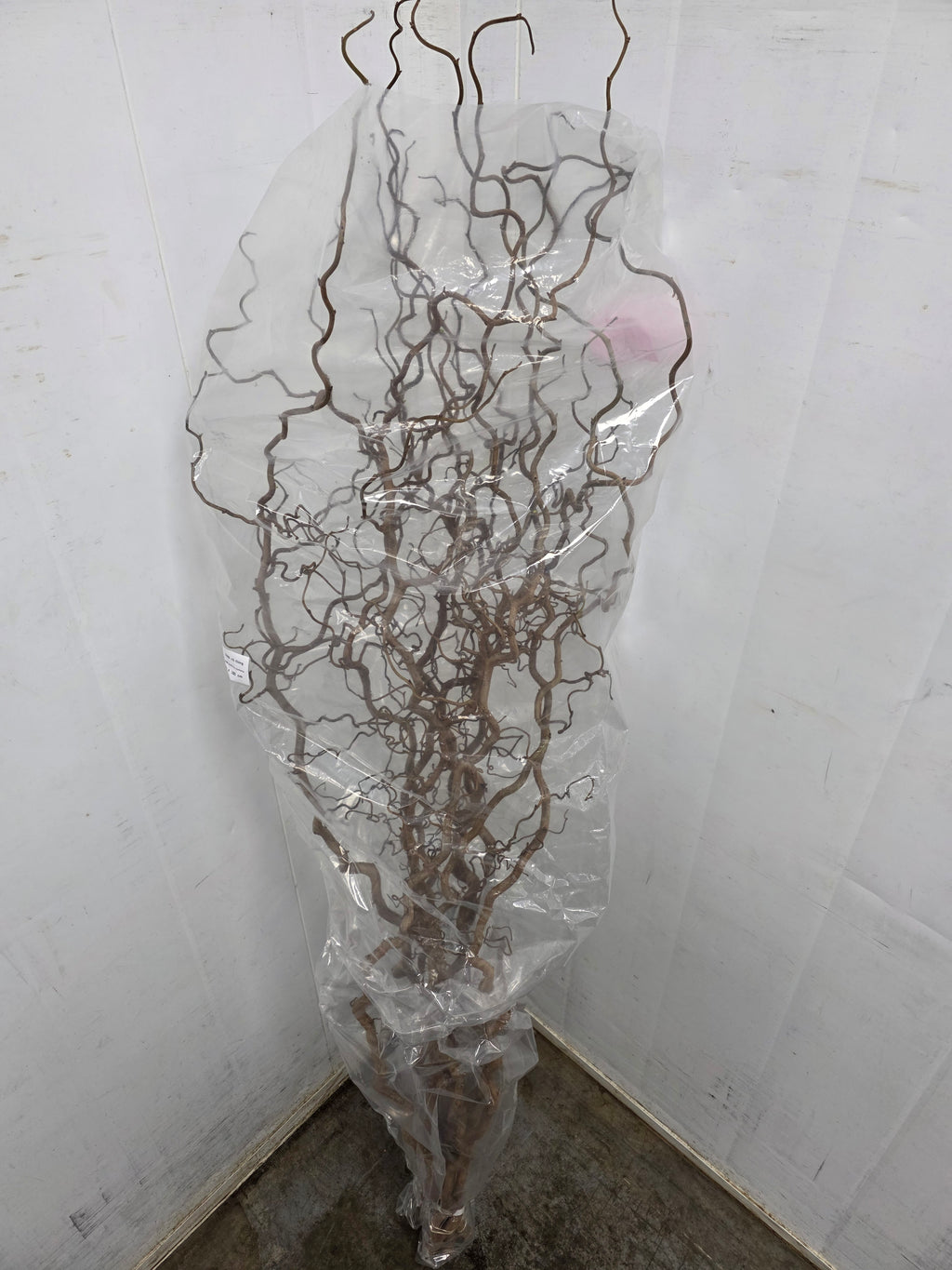Corylus 180cm