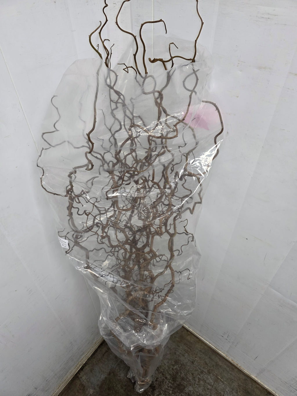 Corylus 180cm