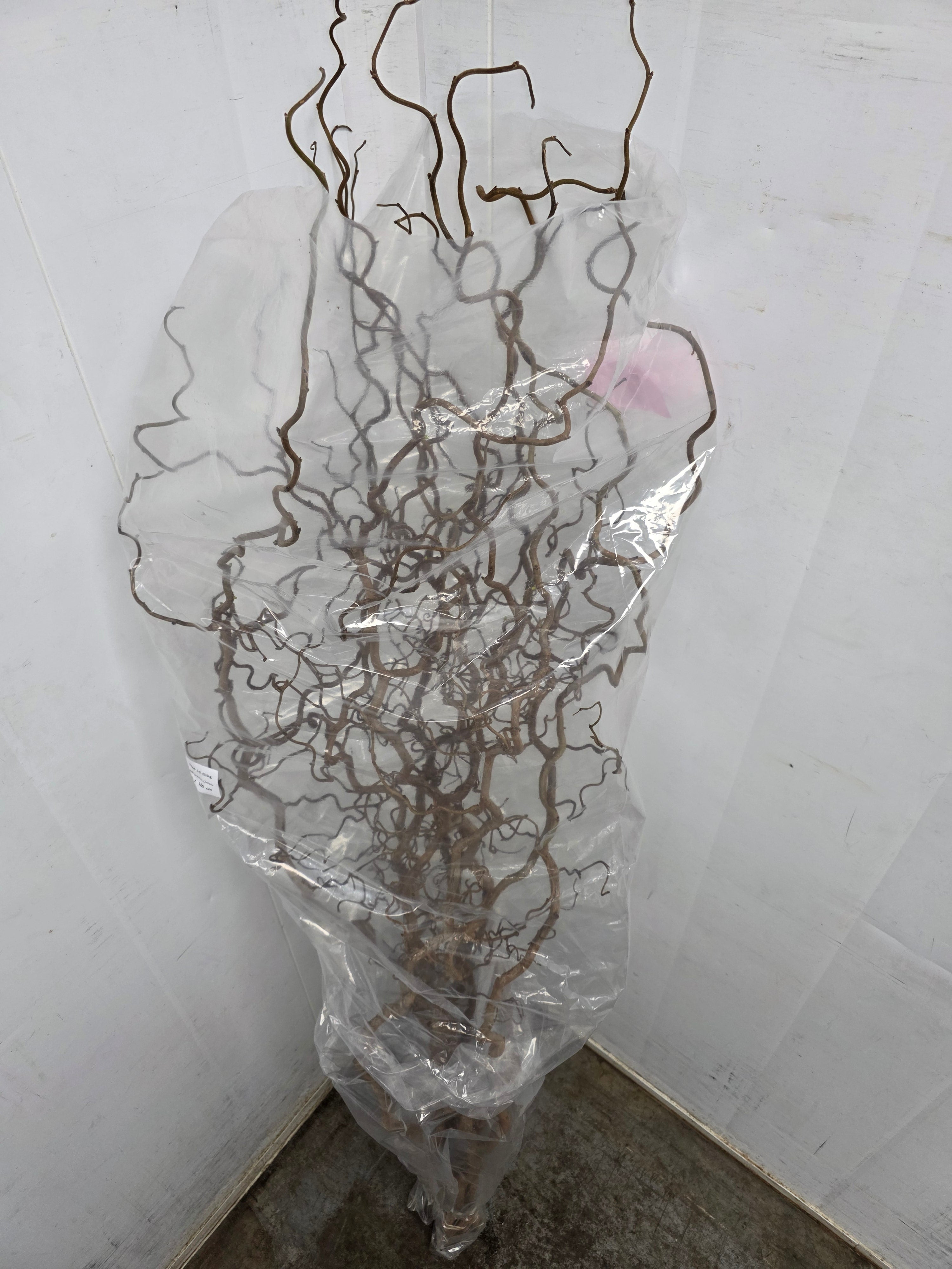 Corylus 180cm