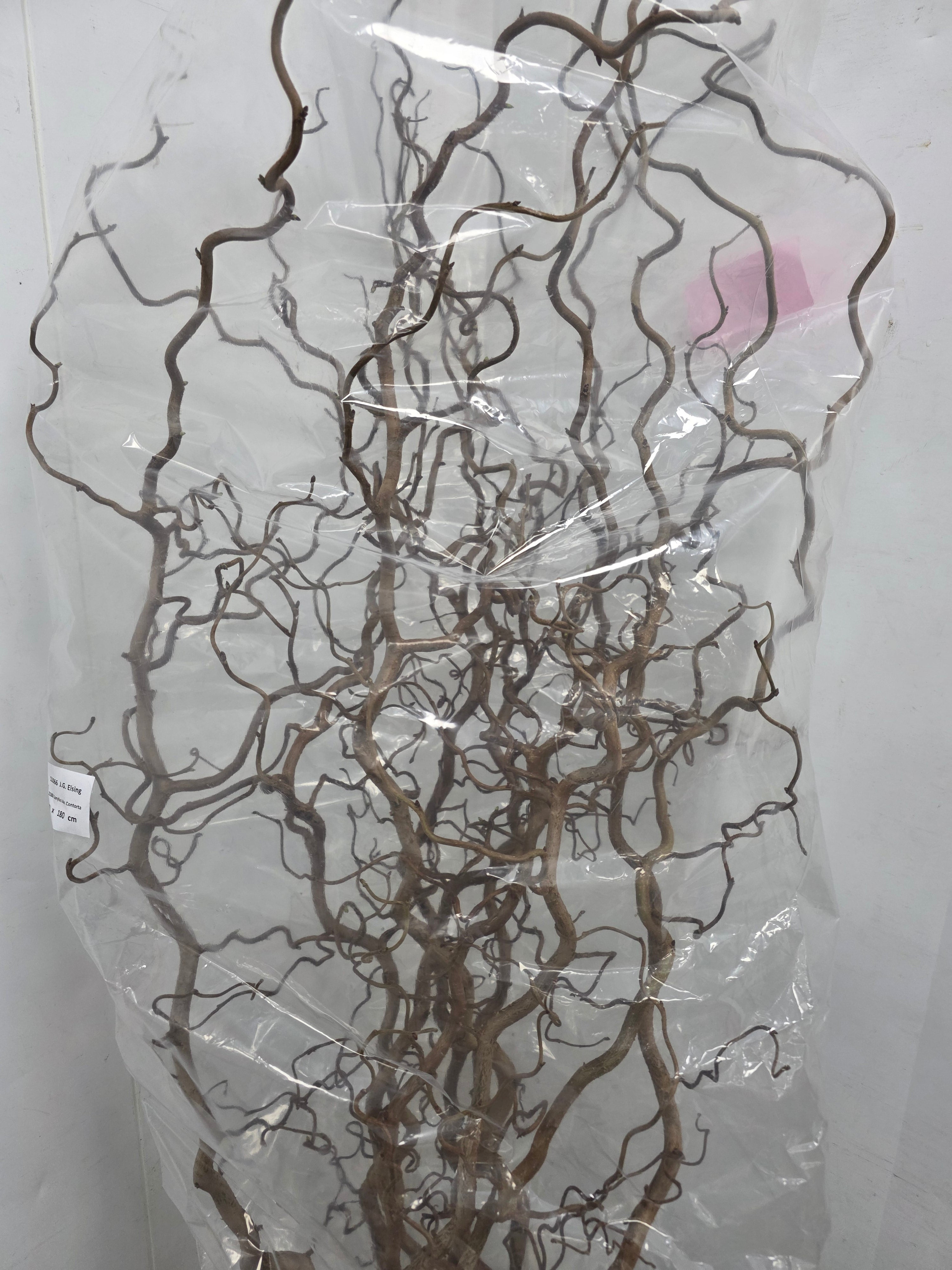 Corylus 180cm