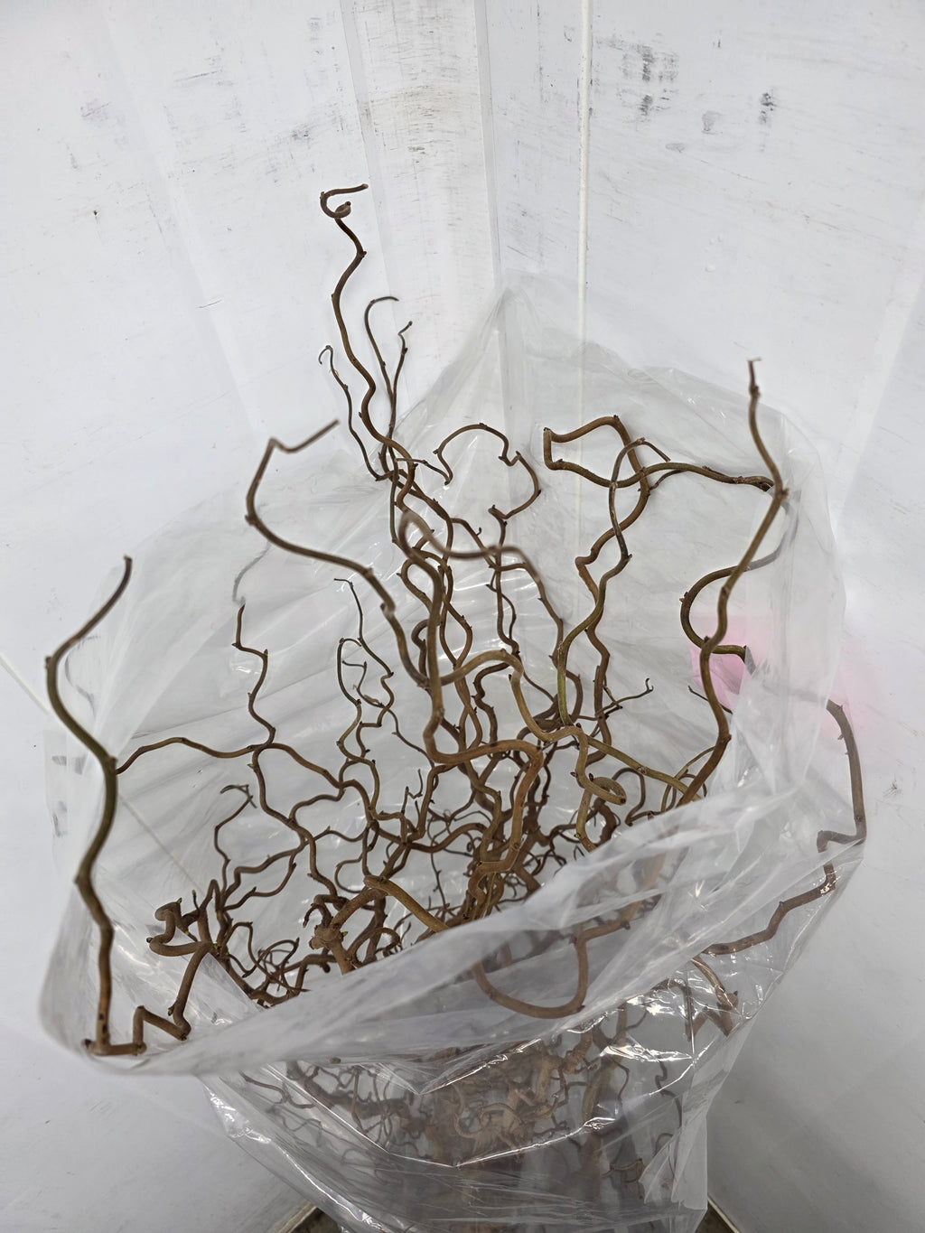 Corylus 180cm