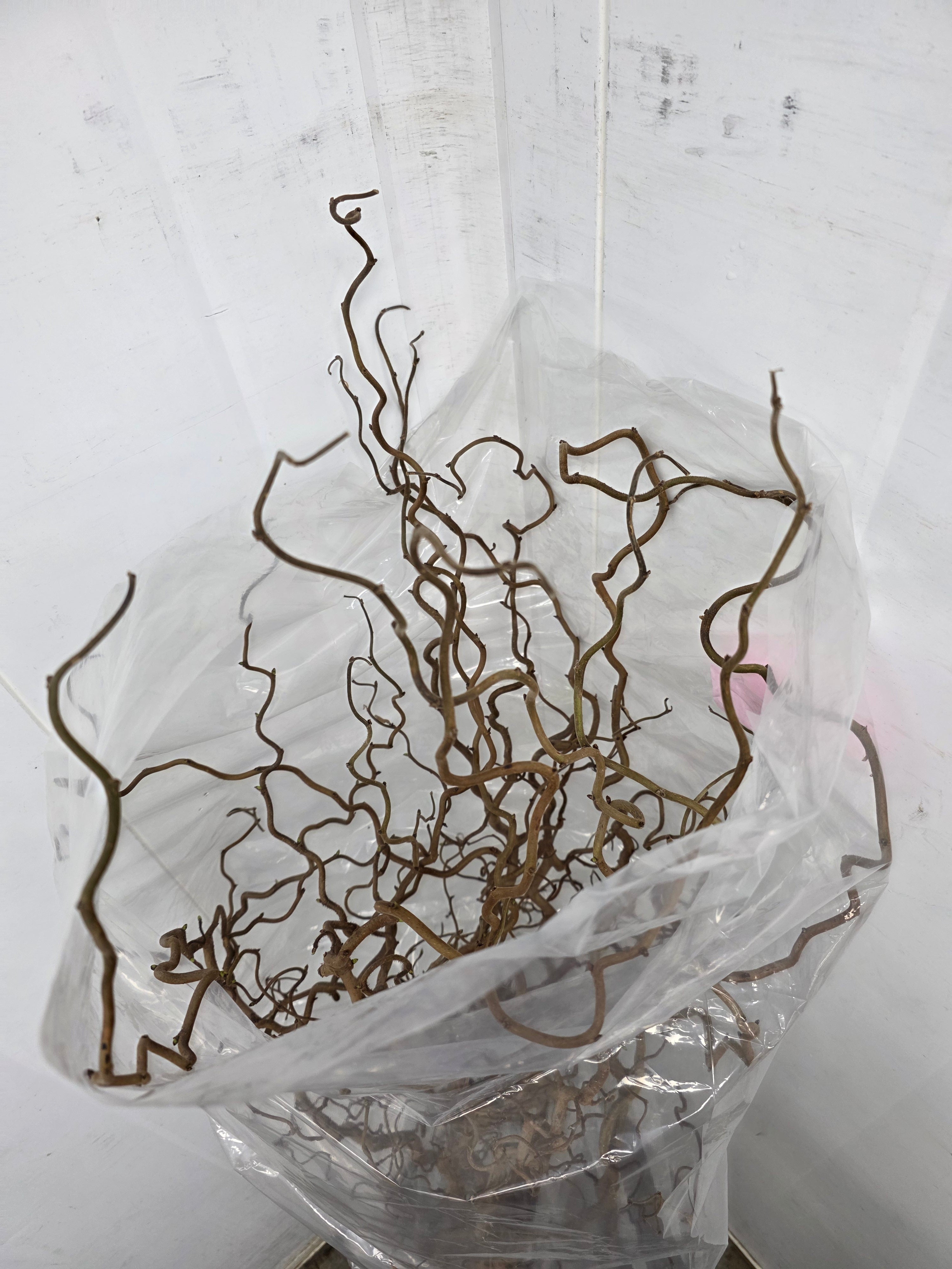 Corylus 180cm