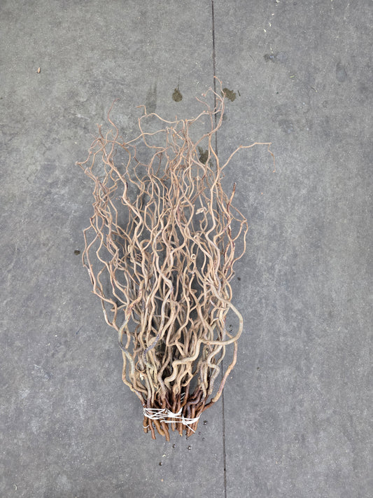 Corylus 65cm