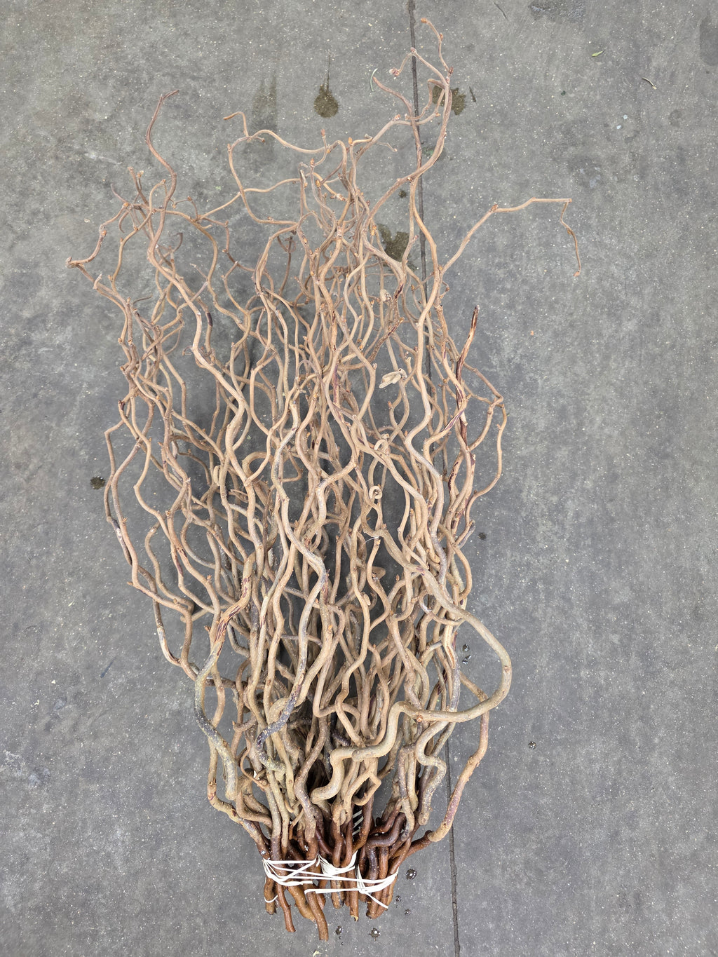 Corylus 65cm