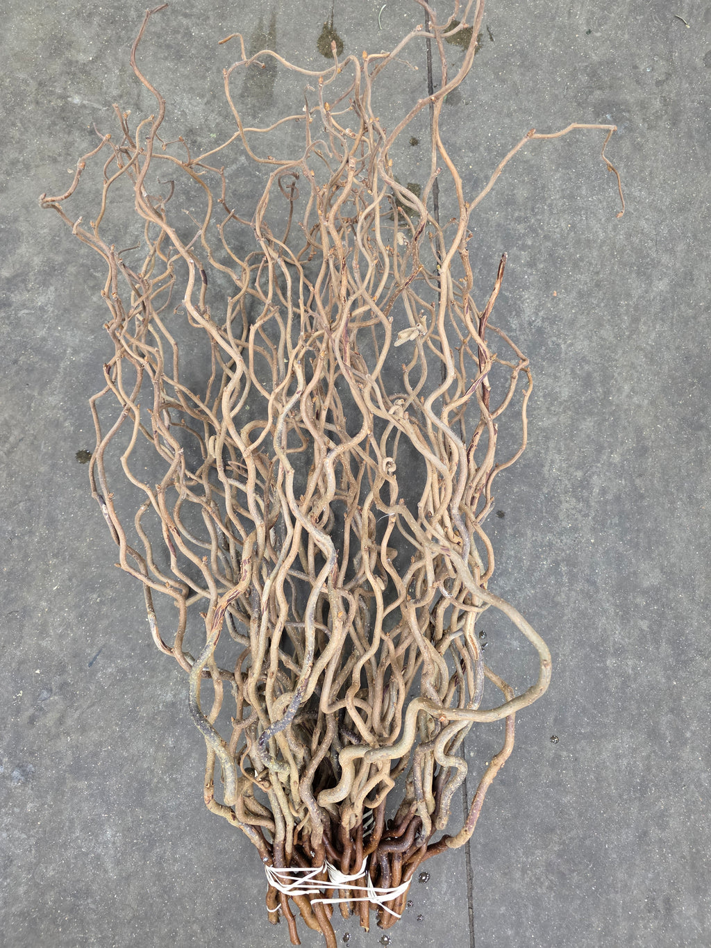Corylus 65cm