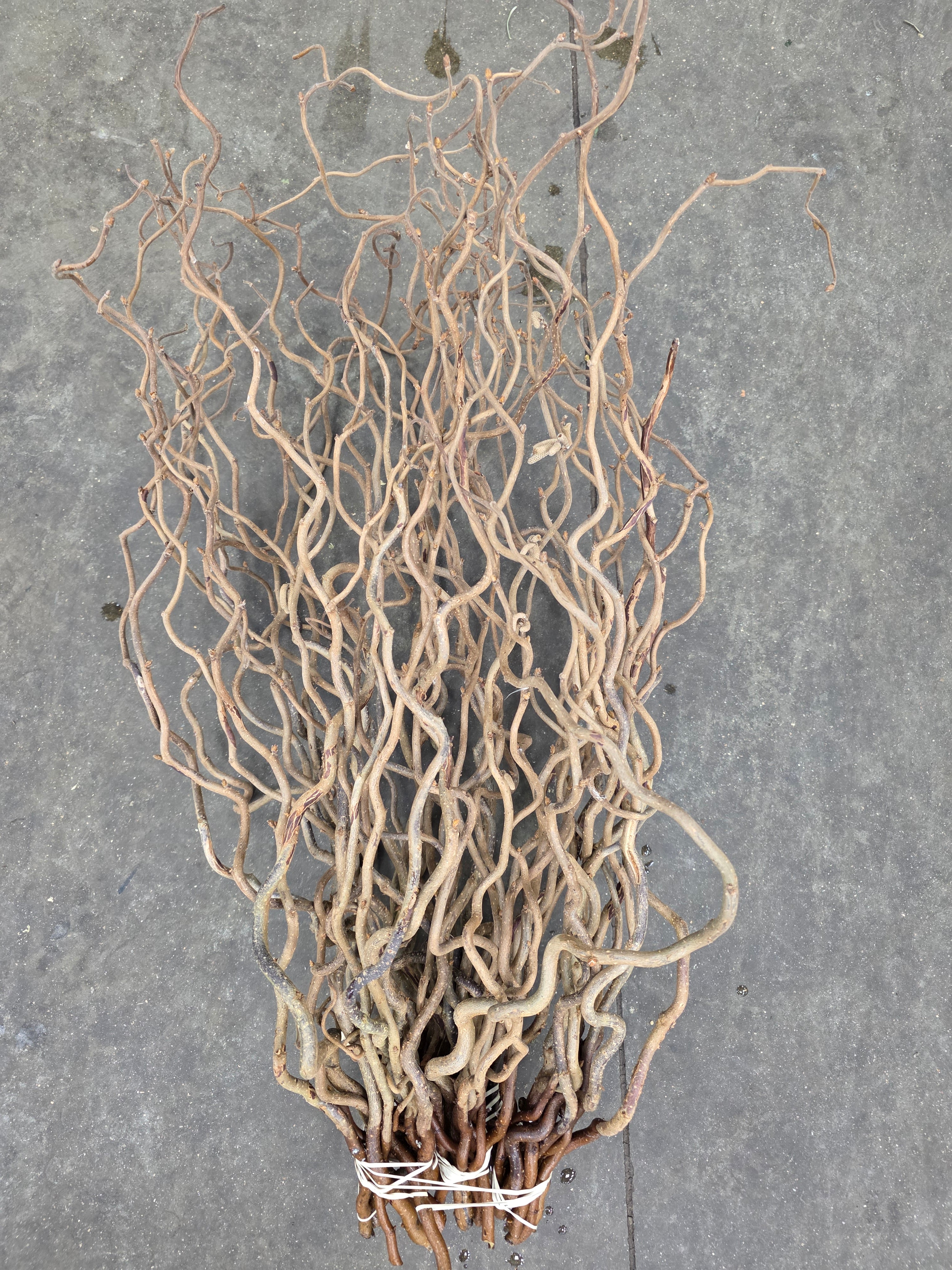 Corylus 65cm