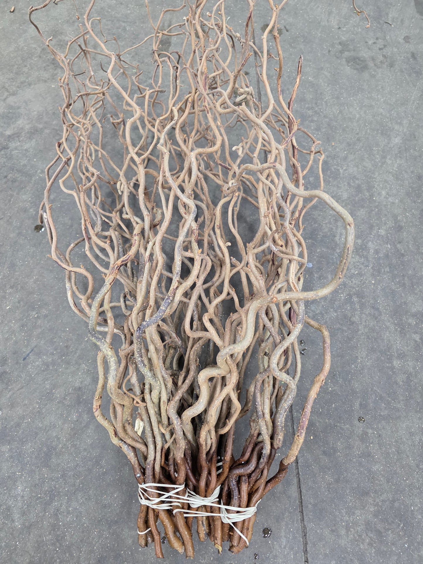 Corylus 65cm
