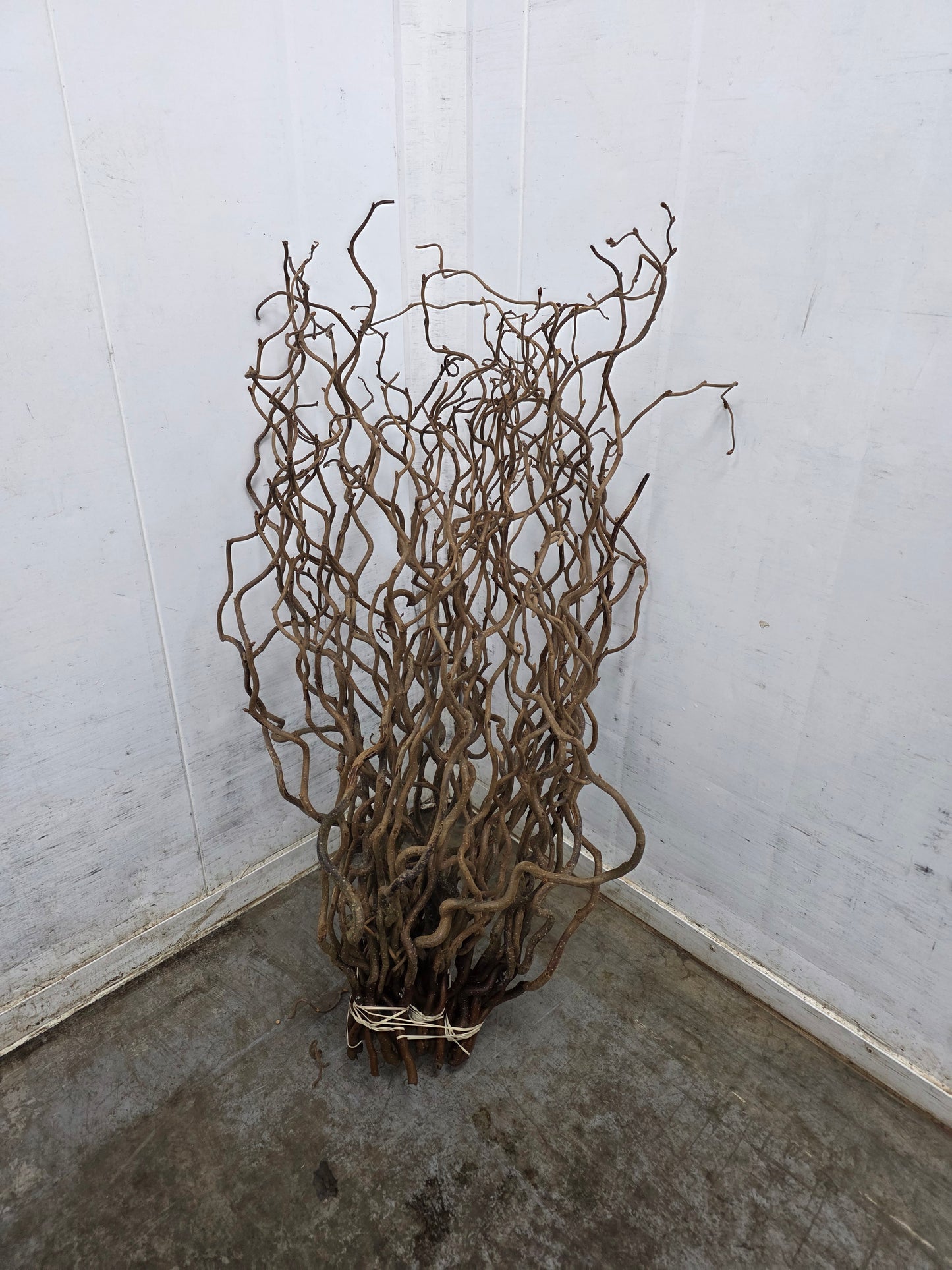 Corylus 65cm