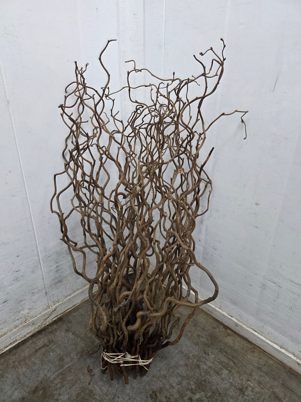 Corylus 65cm