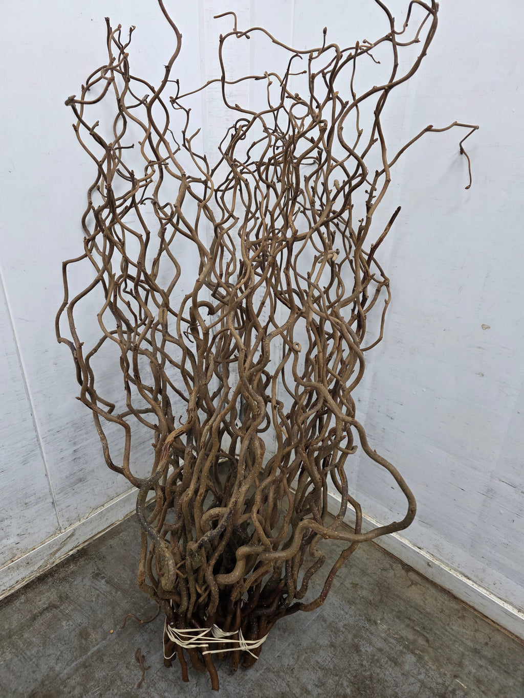 Corylus 65cm