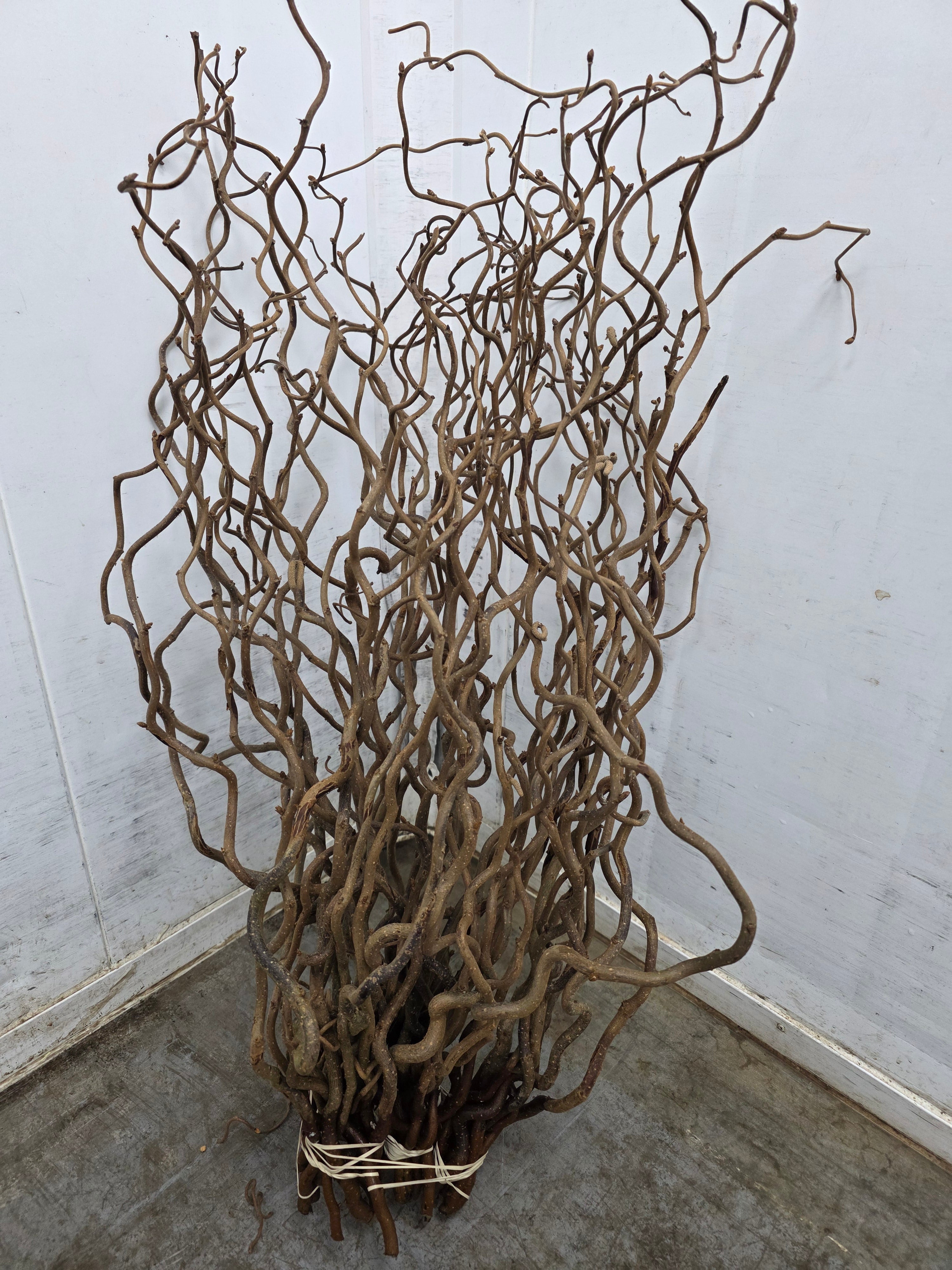 Corylus 65cm