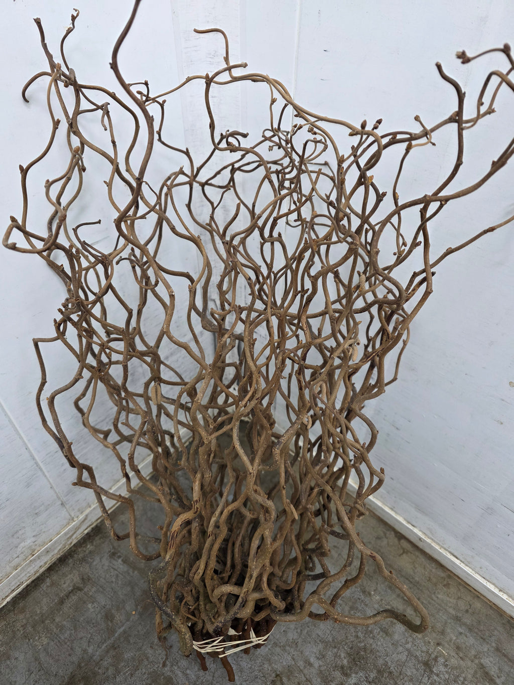 Corylus 65cm
