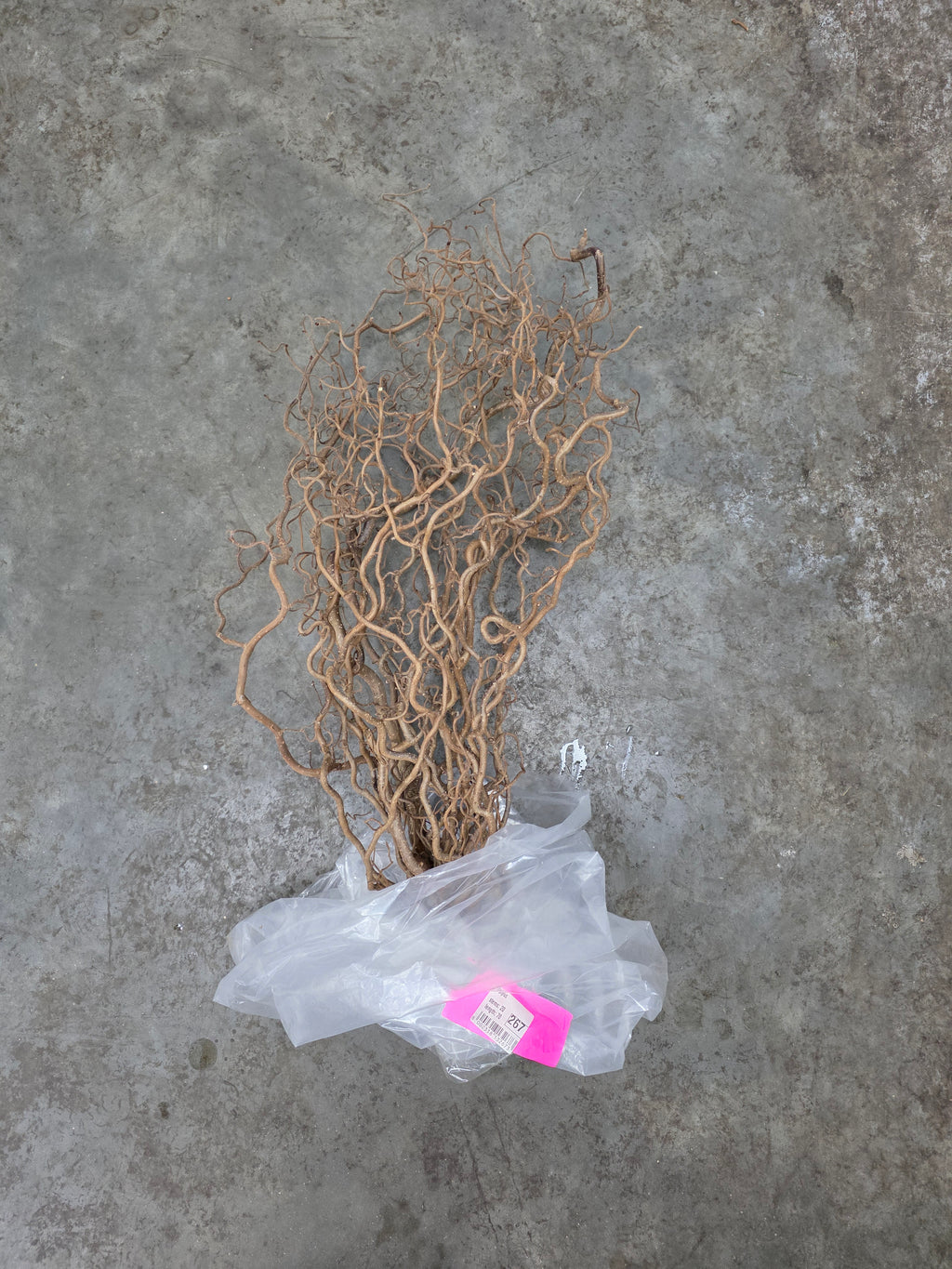 Corylus 70cm