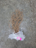 Corylus 70cm