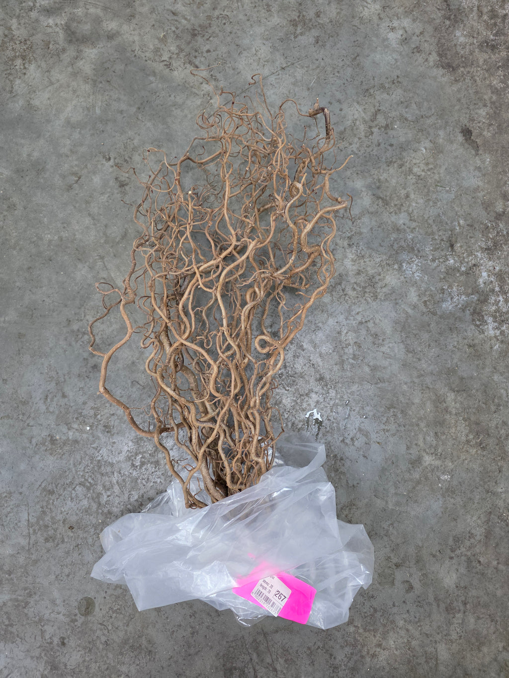 Corylus 70cm