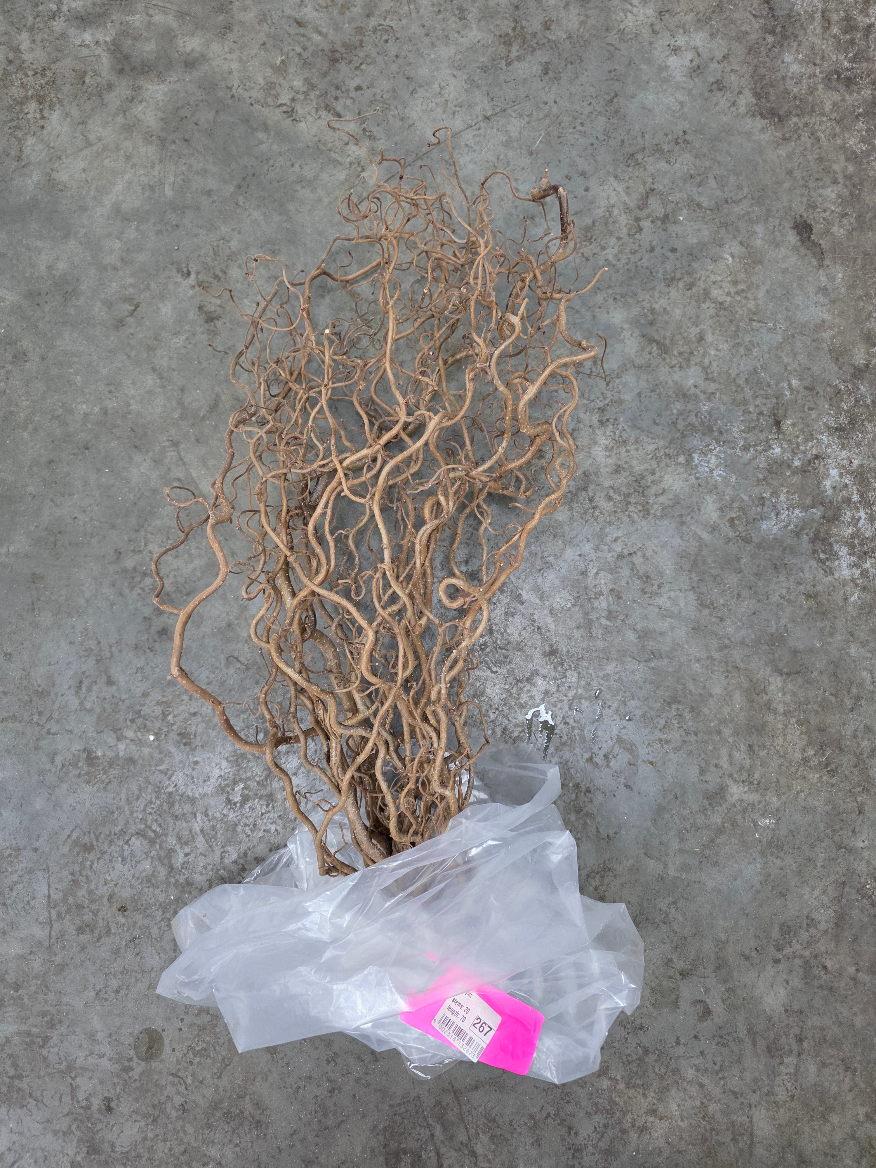 Corylus 70cm