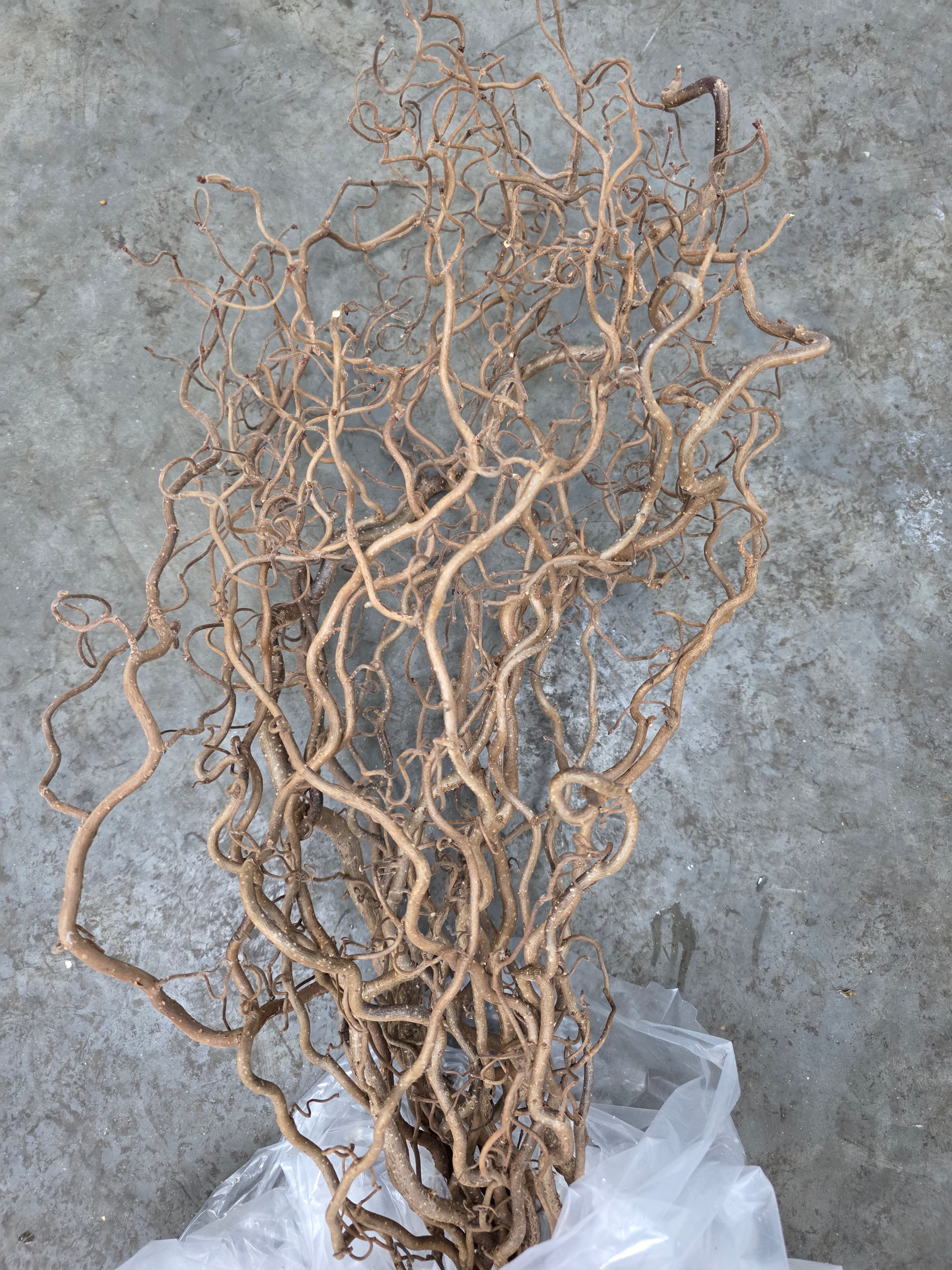 Corylus 70cm