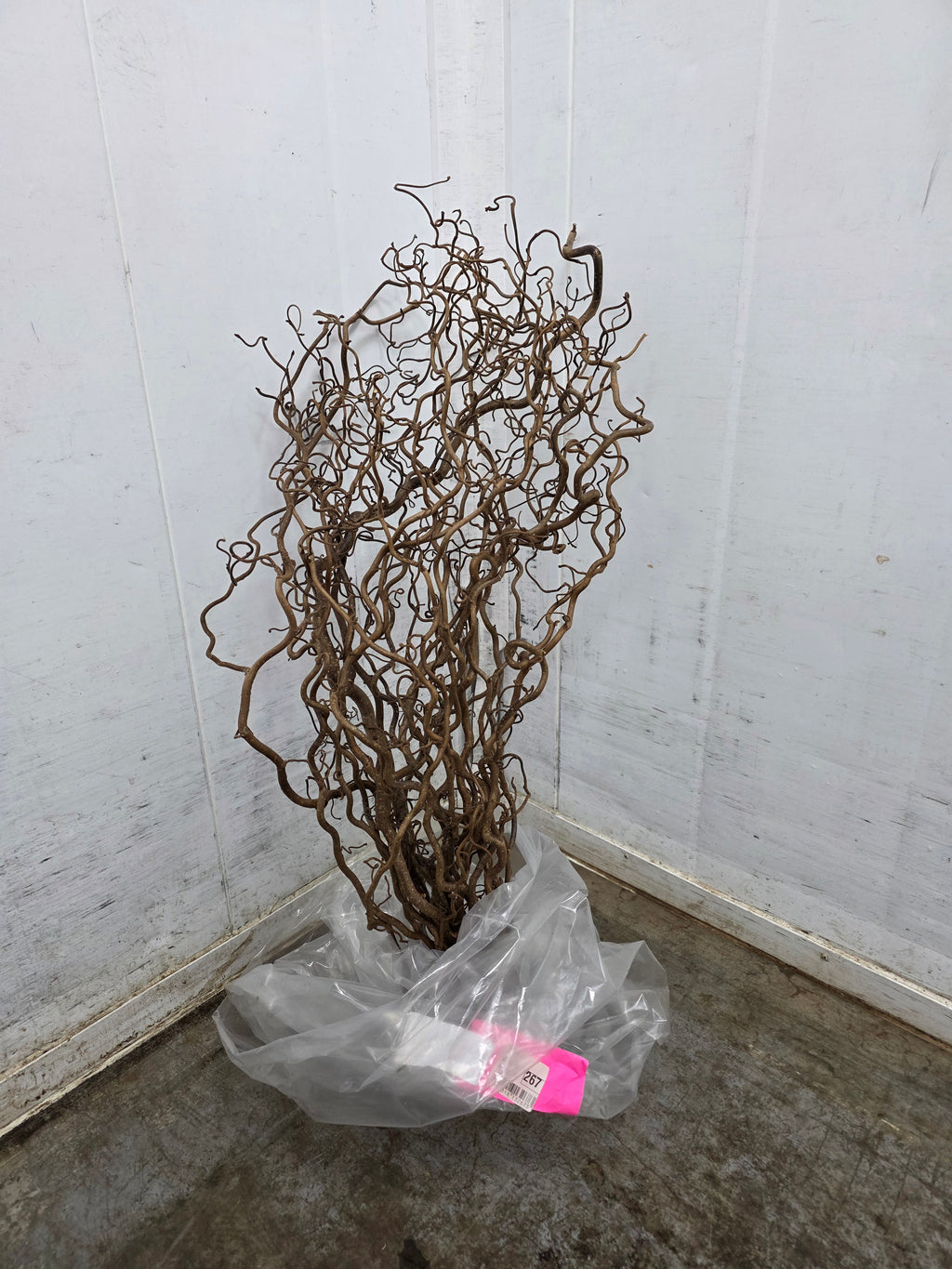 Corylus 70cm