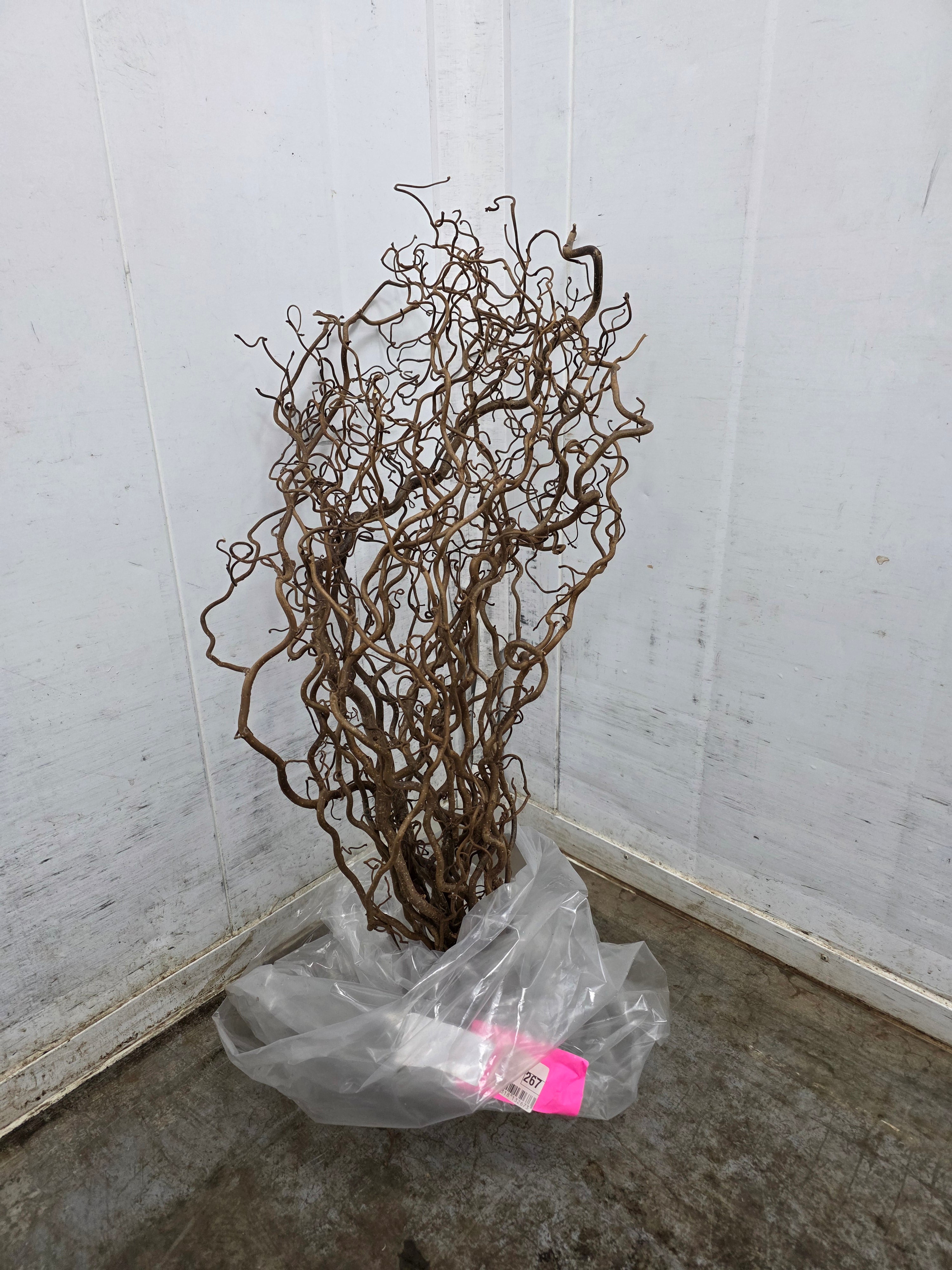 Corylus 70cm