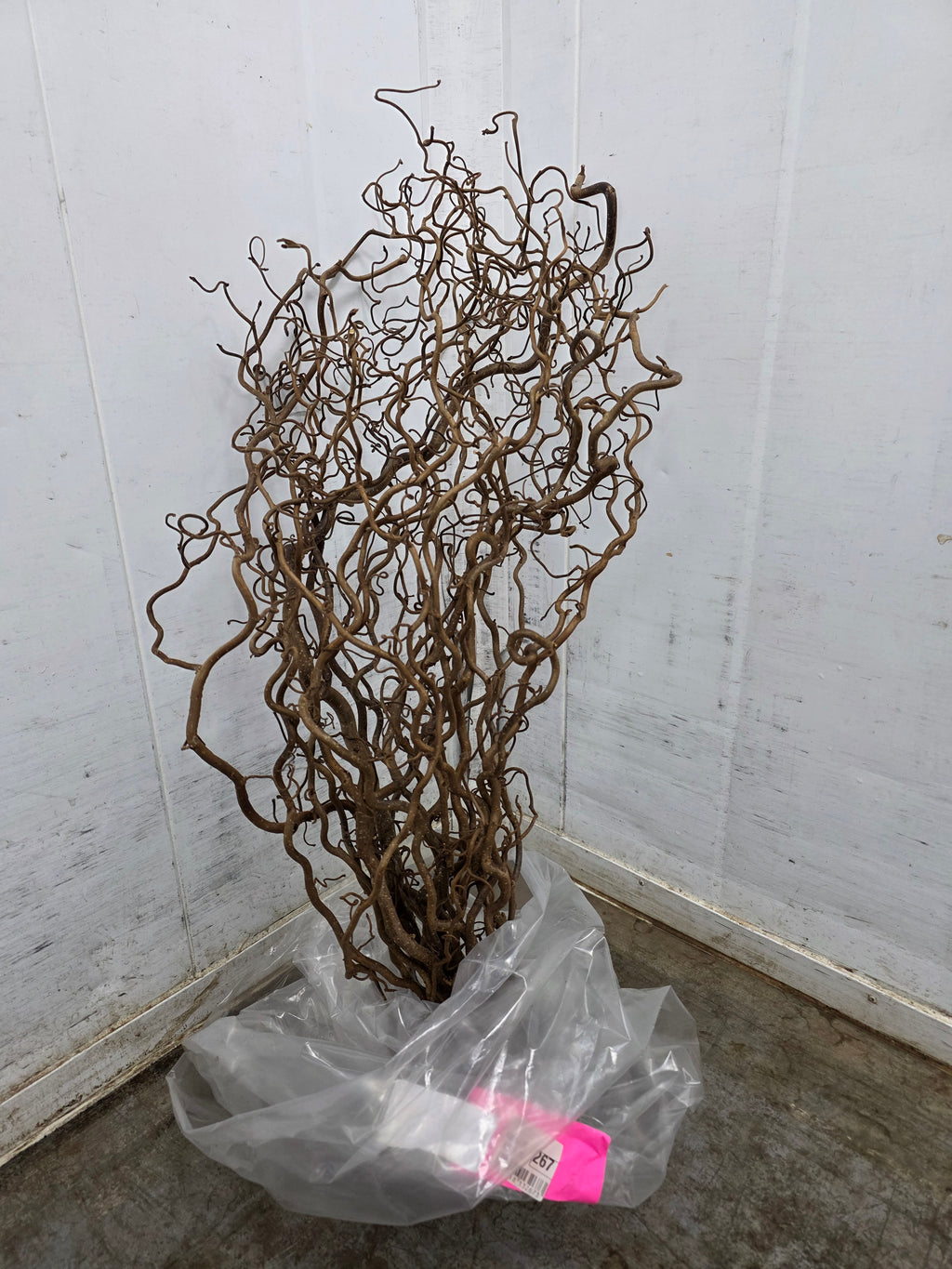 Corylus 70cm