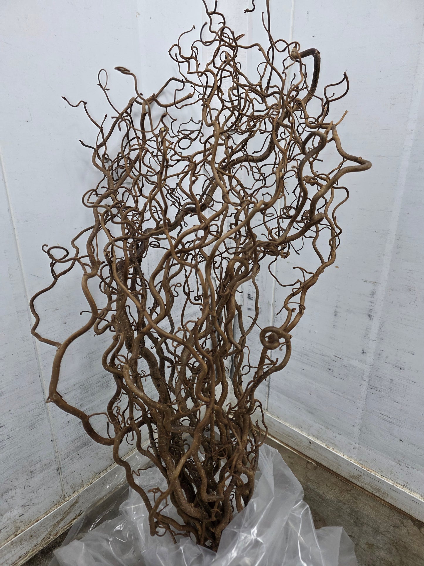 Corylus 70cm