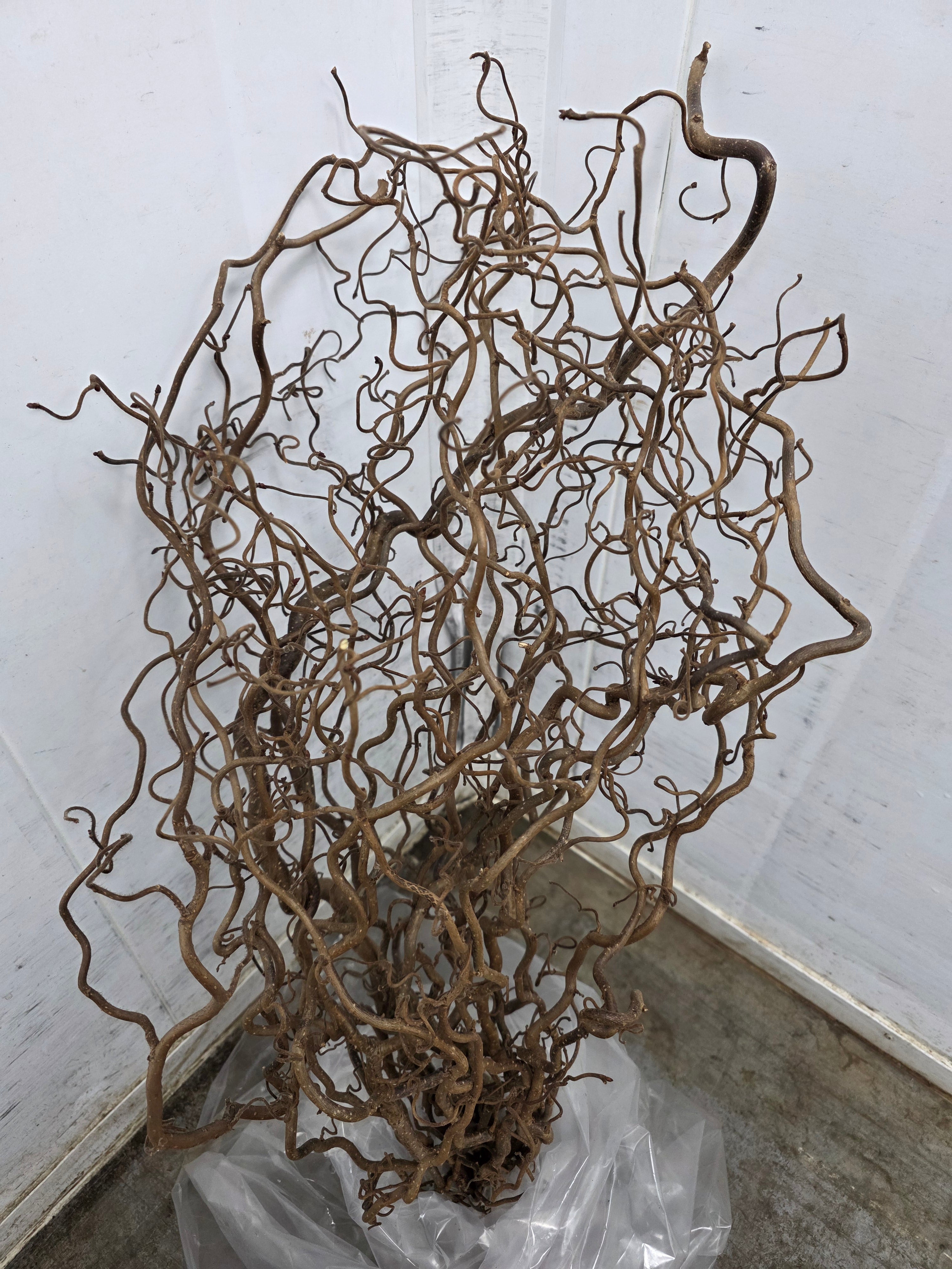 Corylus 70cm