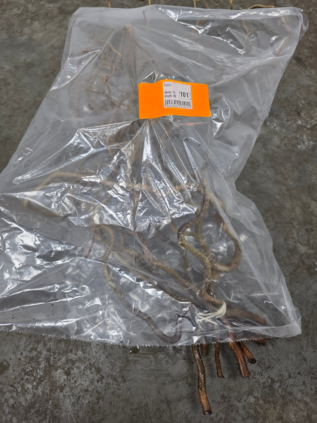 Corylus 80cm