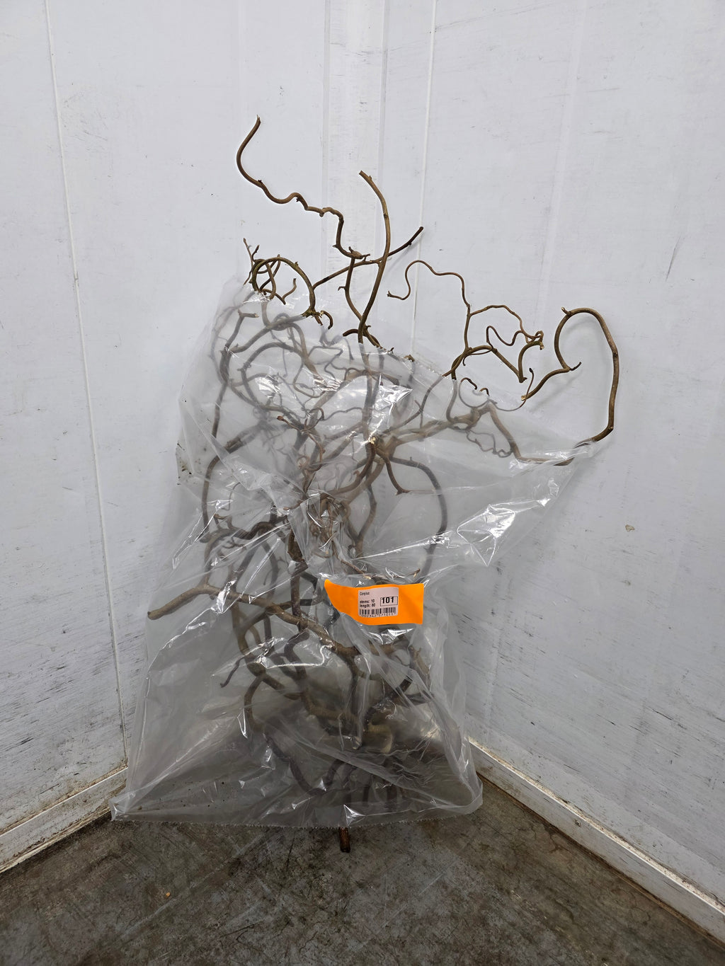 Corylus 80cm