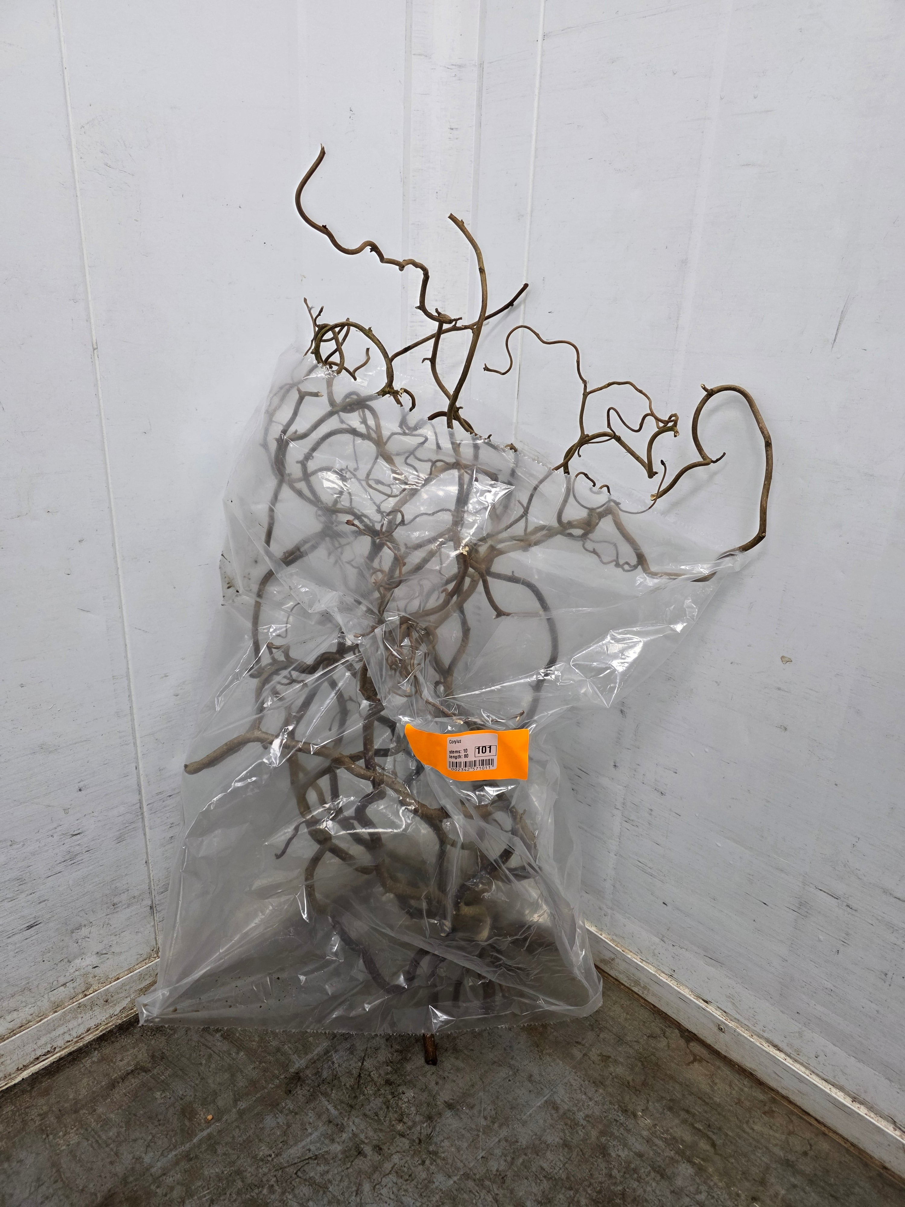 Corylus 80cm