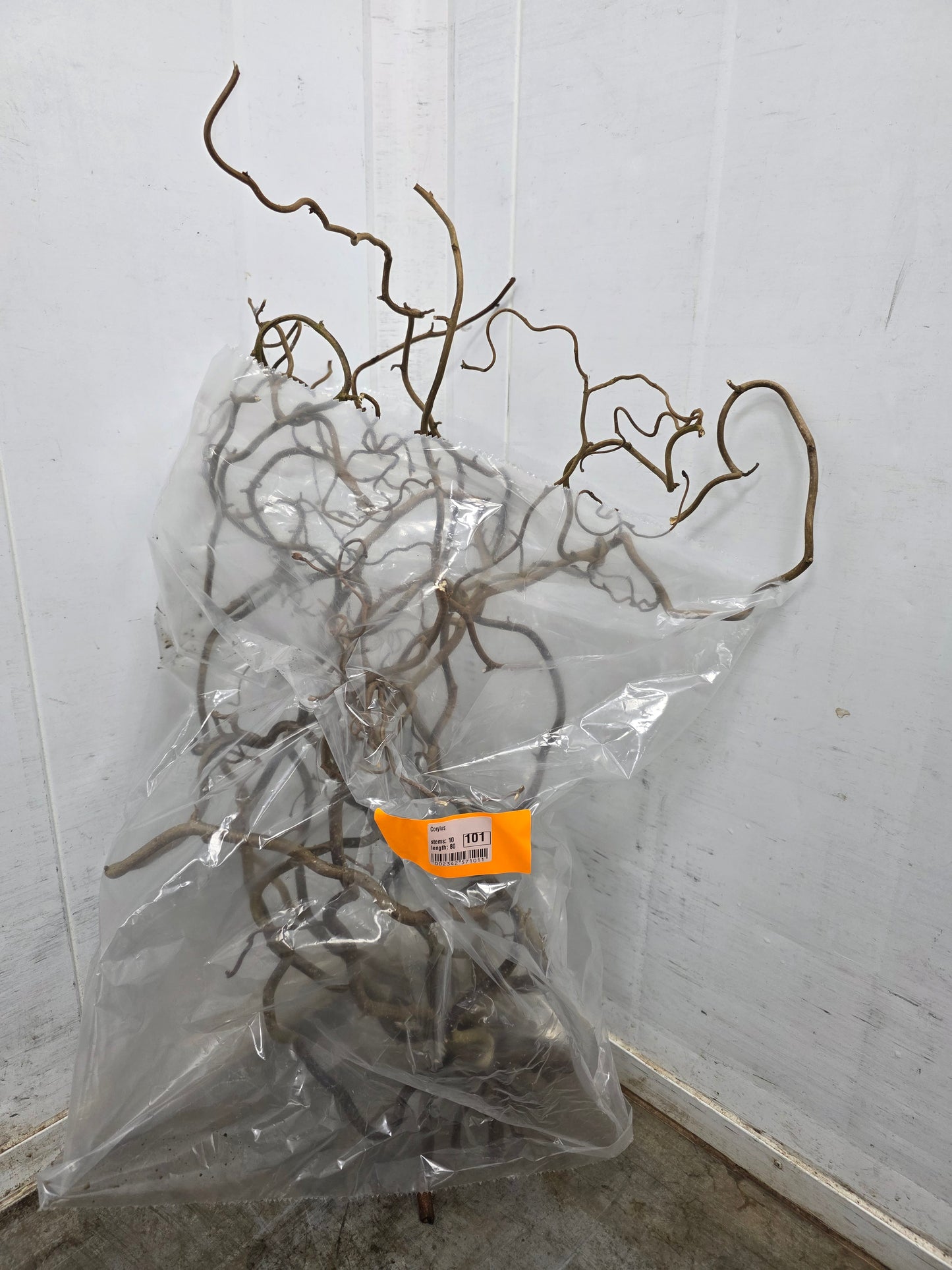 Corylus 80cm
