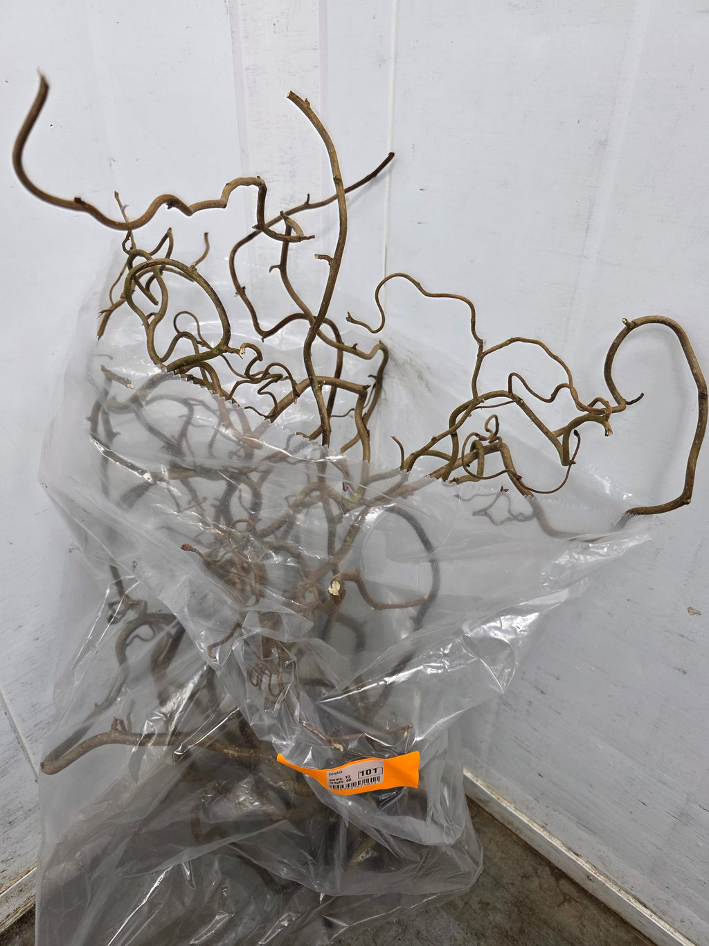 Corylus 80cm