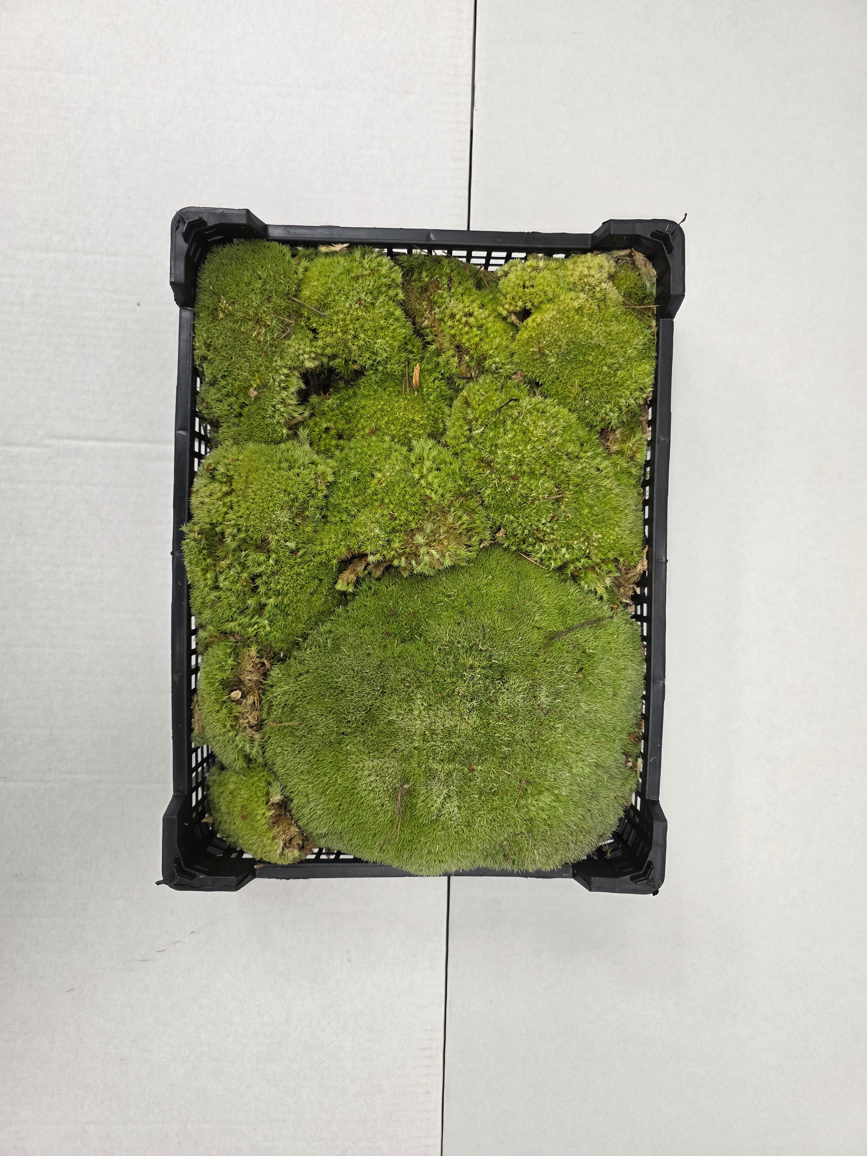 Moss Bolmos